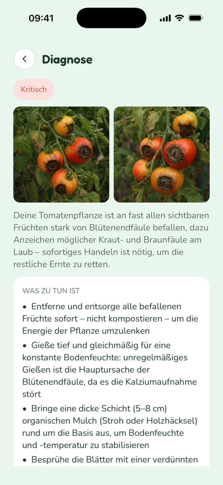 Diagnose-Bildschirm: eine Tomatenpflanze mit Blütenendfäule und den empfohlenen Maßnahmen