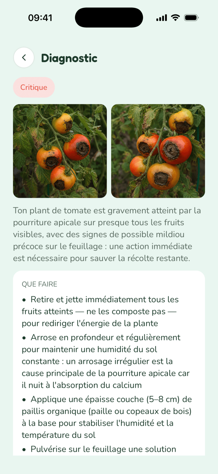 Écran de diagnostic : un plant de tomate atteint de pourriture apicale et les actions recommandées