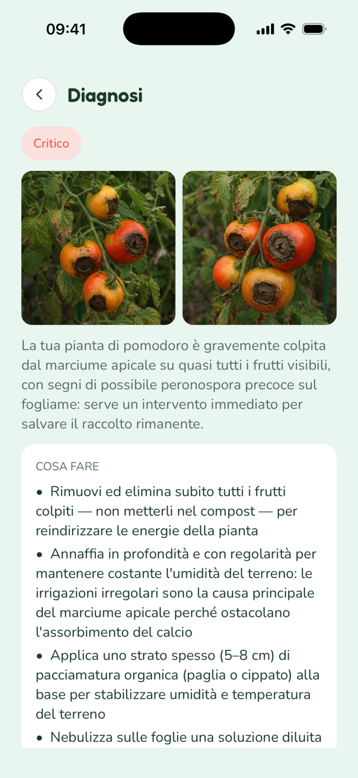Schermata di diagnosi: una pianta di pomodoro con marciume apicale e le azioni consigliate