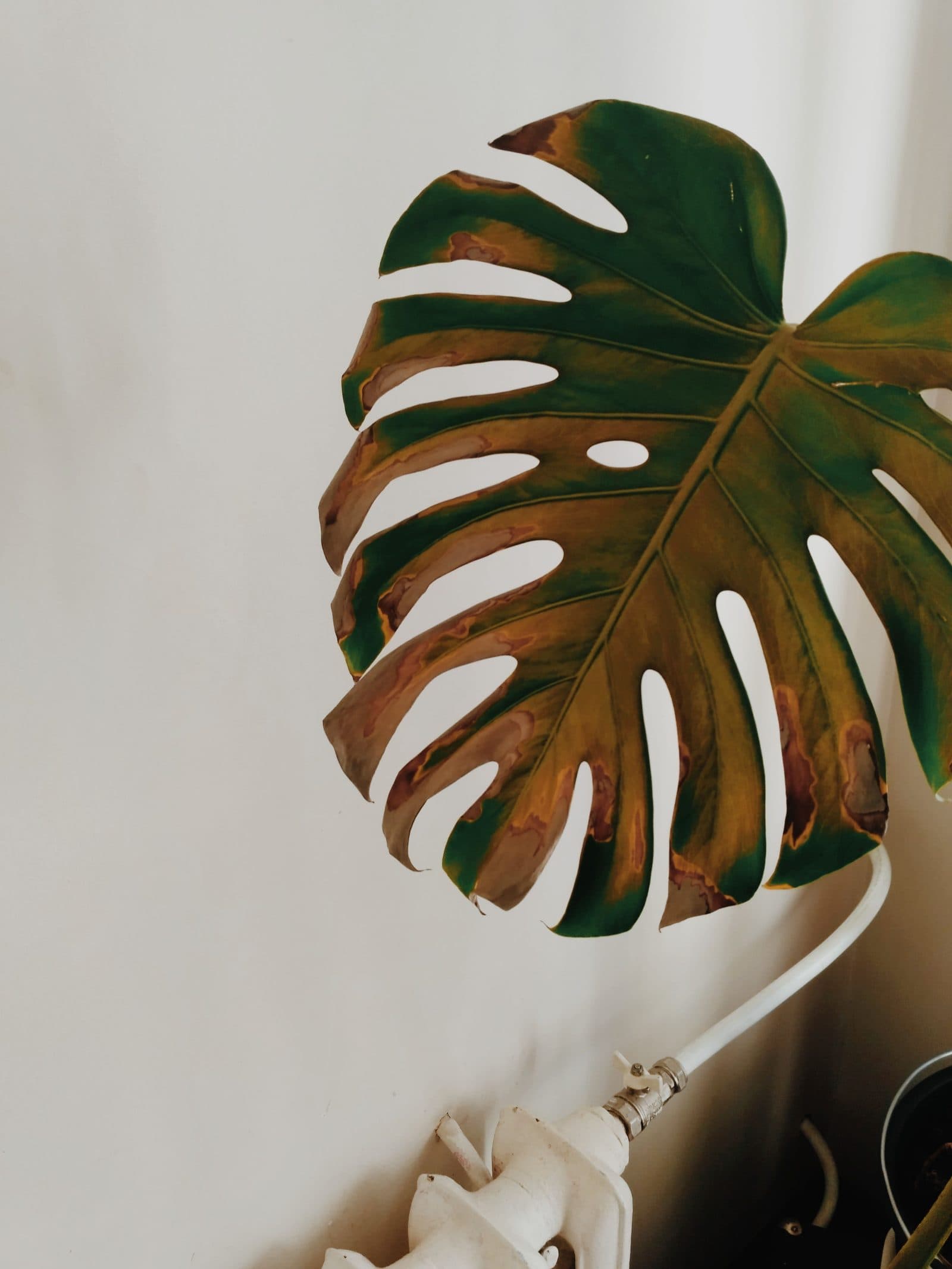 Monstera leaf browned over much of the blade, starting from the tips and edges