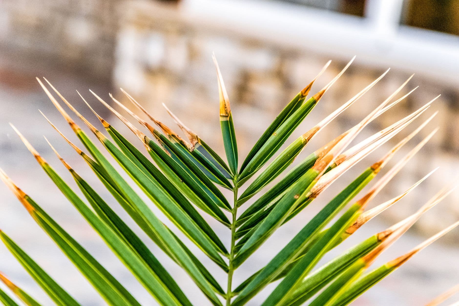 Palm frond with the leaflet tips dried and brown