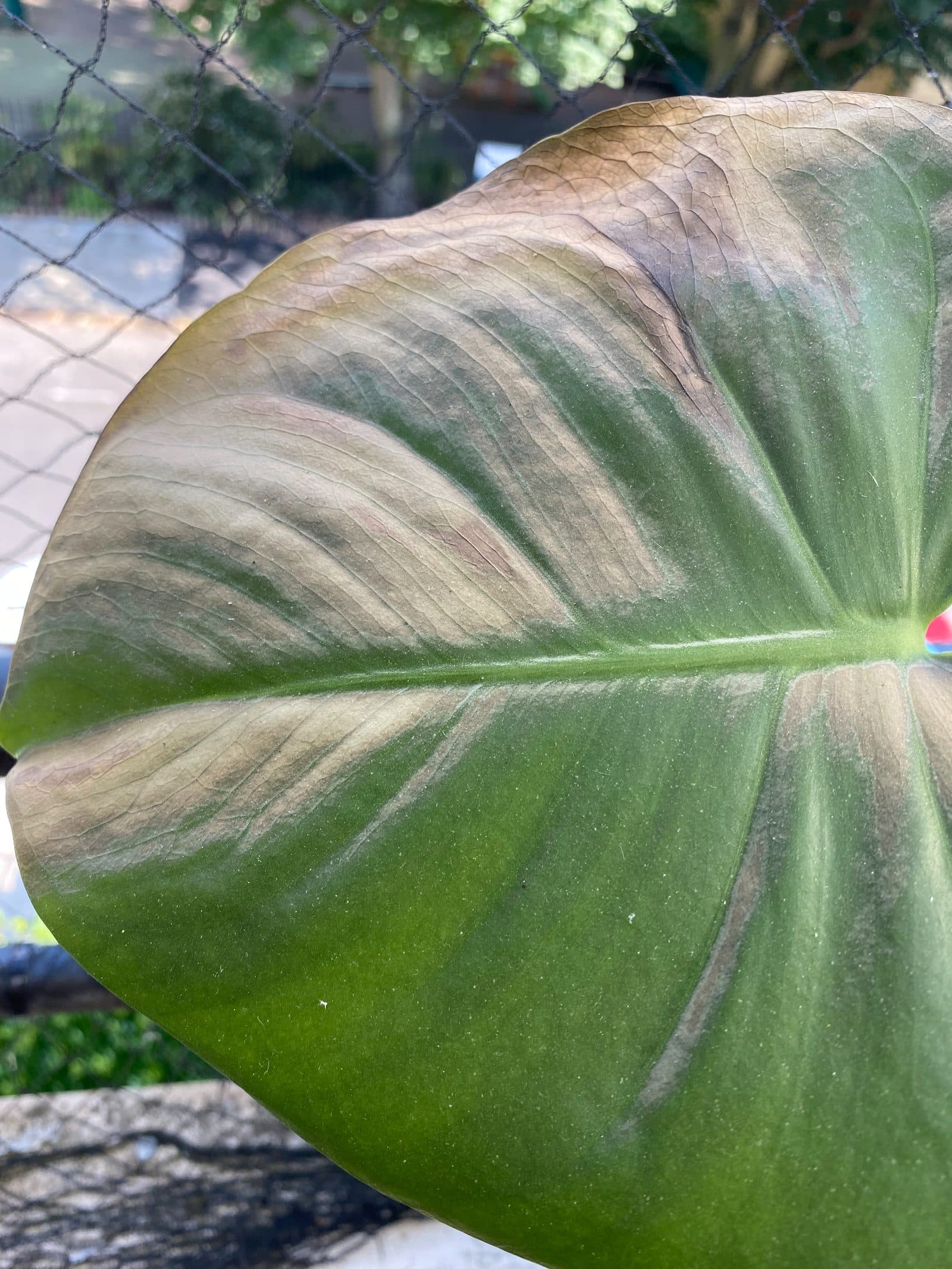 Monstera deliciosa leaf with extensive sunburn after being moved outdoors