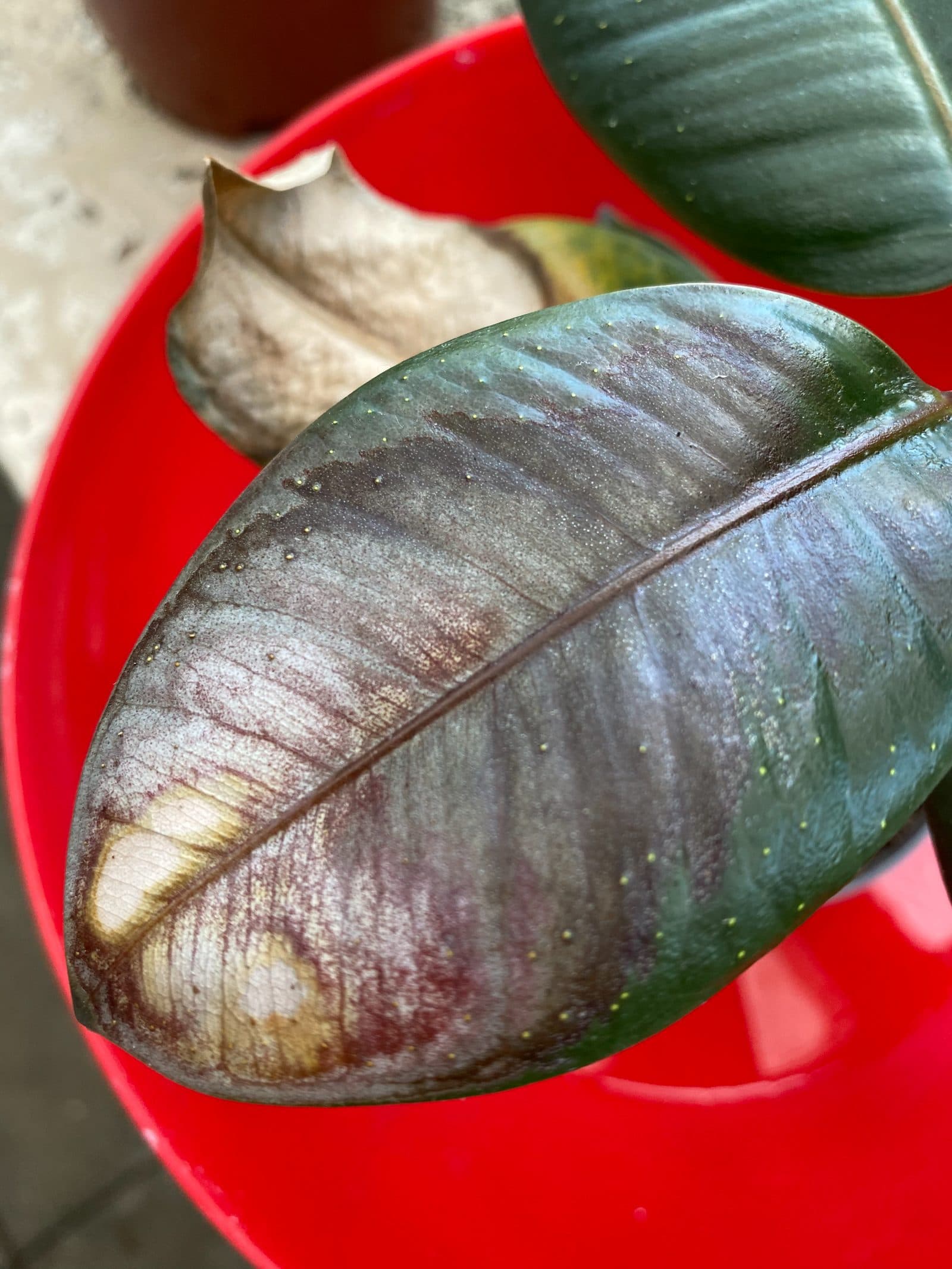 Ficus elastica leaf with large discoloured, necrotic patches caused by sun damage