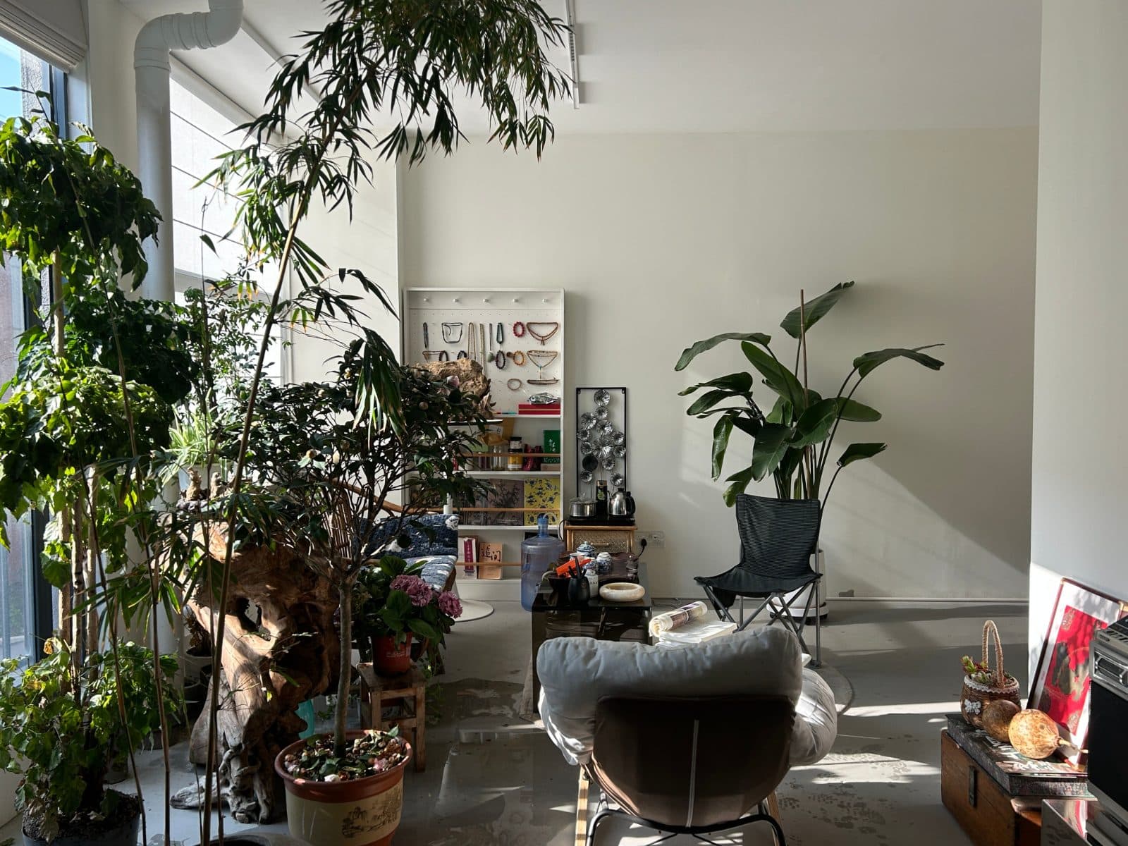 Bright living room with houseplants near large sunny windows
