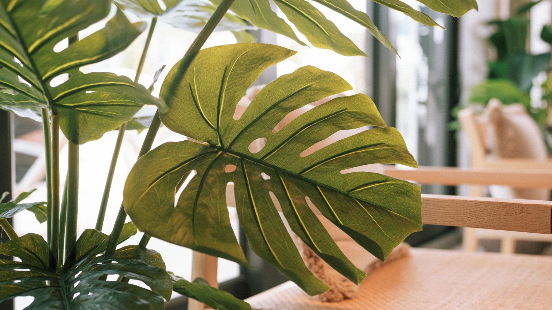Große Monstera deliciosa als Blickfang in einem hellen Wohnzimmer
