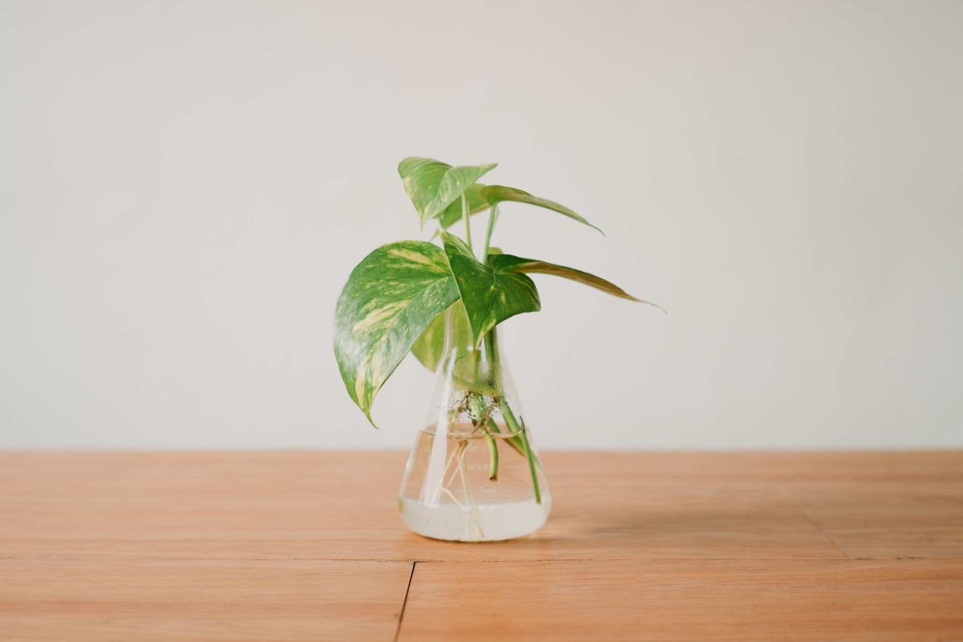 Pothos cutting rooting in a clear glass jar of water with visible white roots