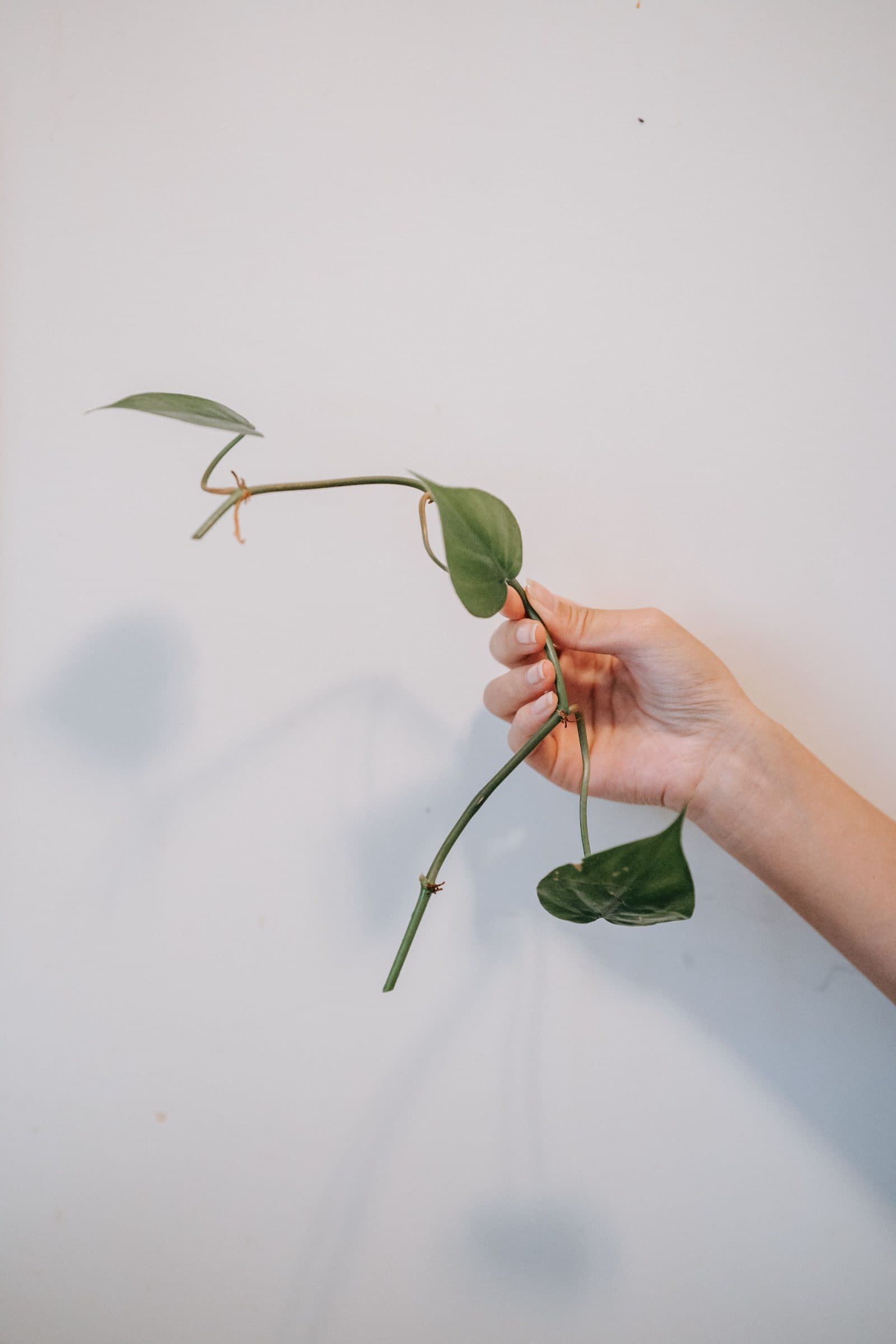 Hand holding a philodendron cutting with visible nodes and small aerial roots