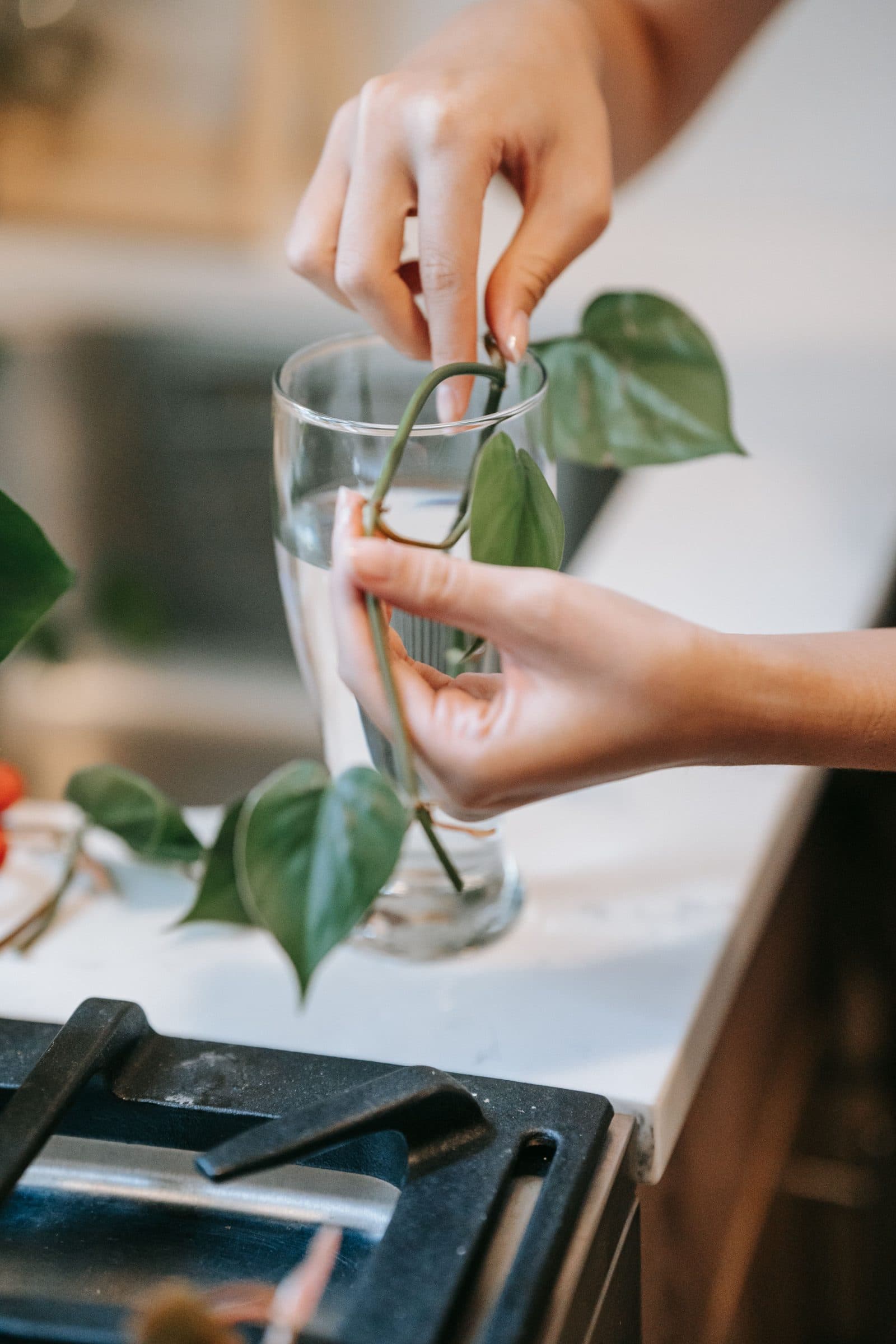 Hand lowering a philodendron cutting into a glass of water