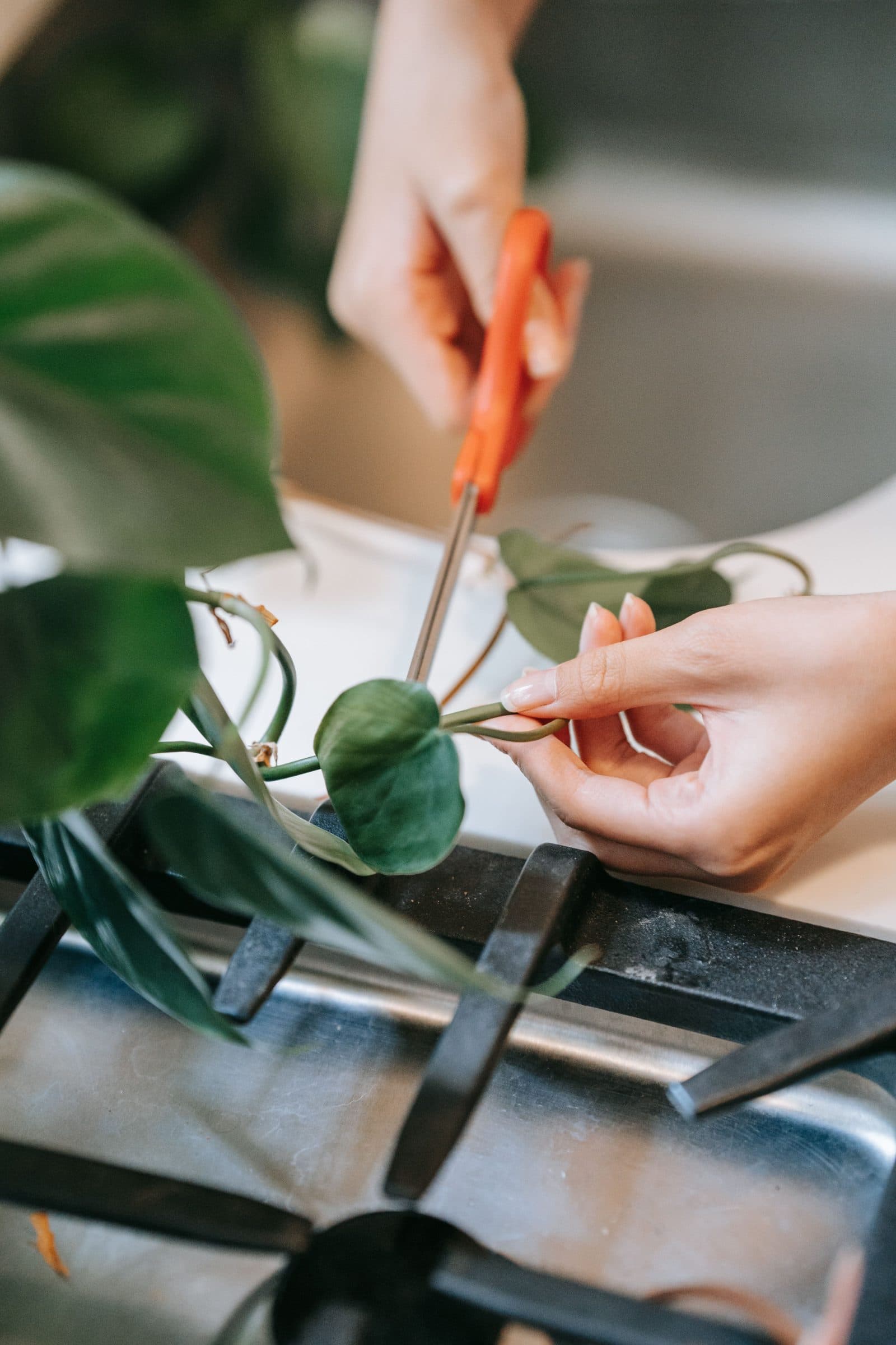 Hands cutting a philodendron stem with scissors next to a node