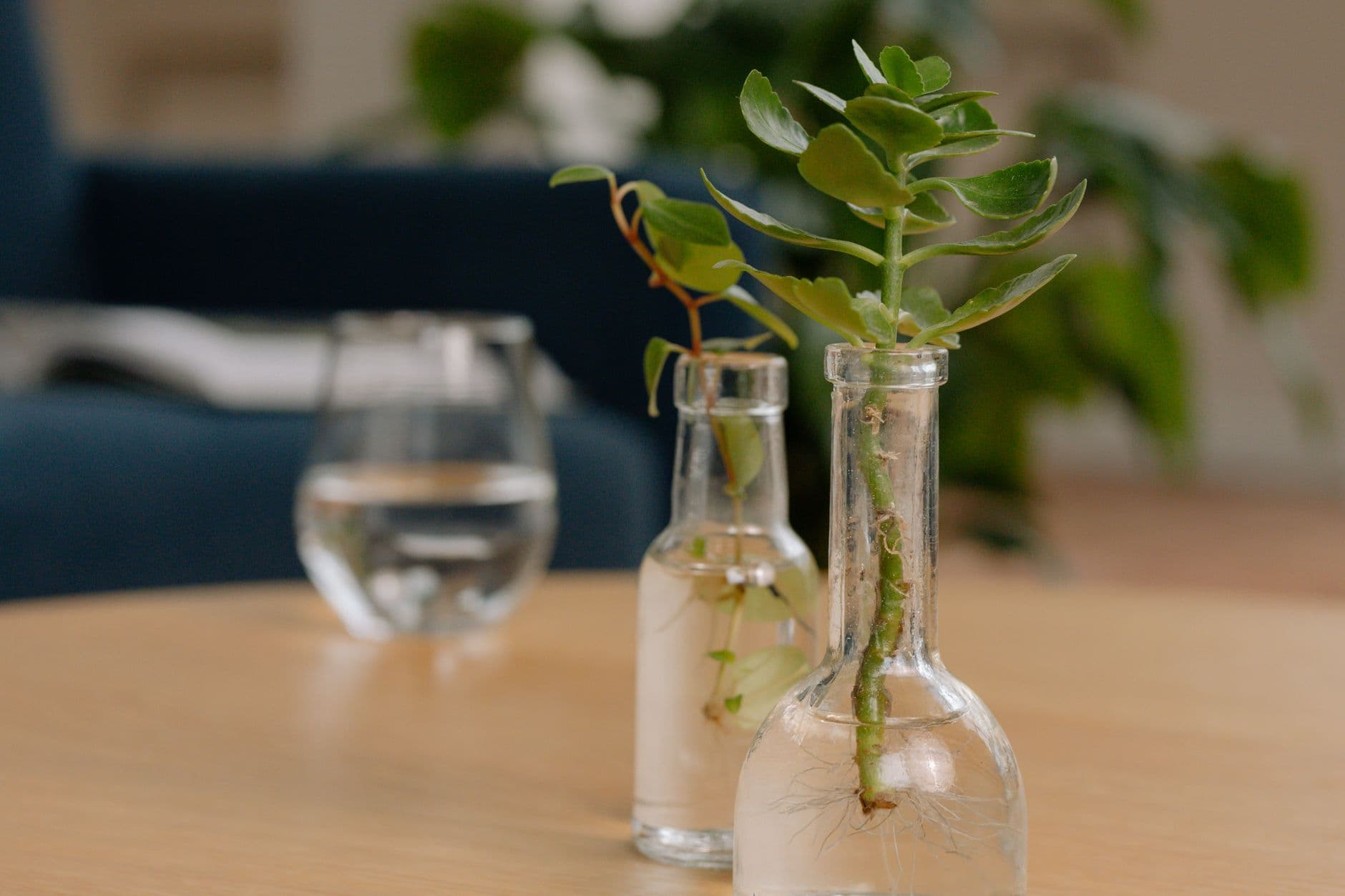 Pothos cuttings rooting in a glass jar of water on a windowsill