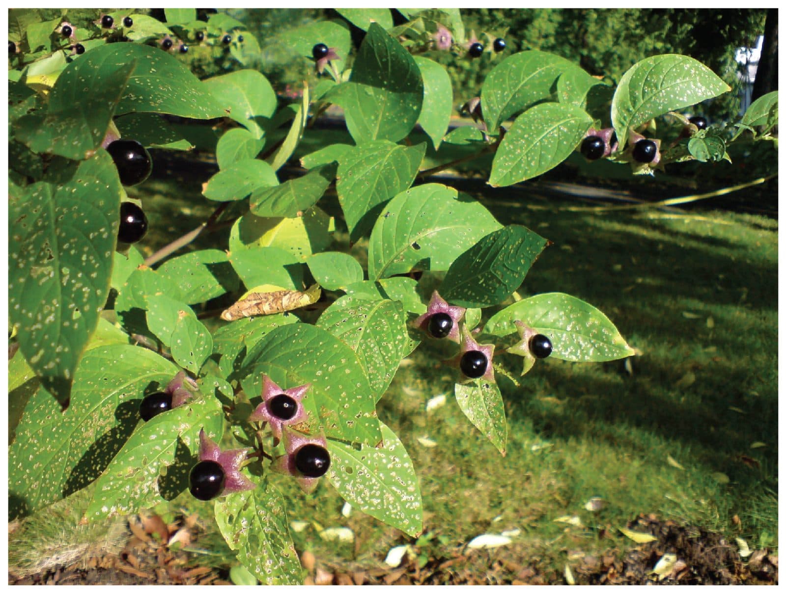 Glänzend schwarze Tollkirsche mit grünem Kelchstern an der Basis