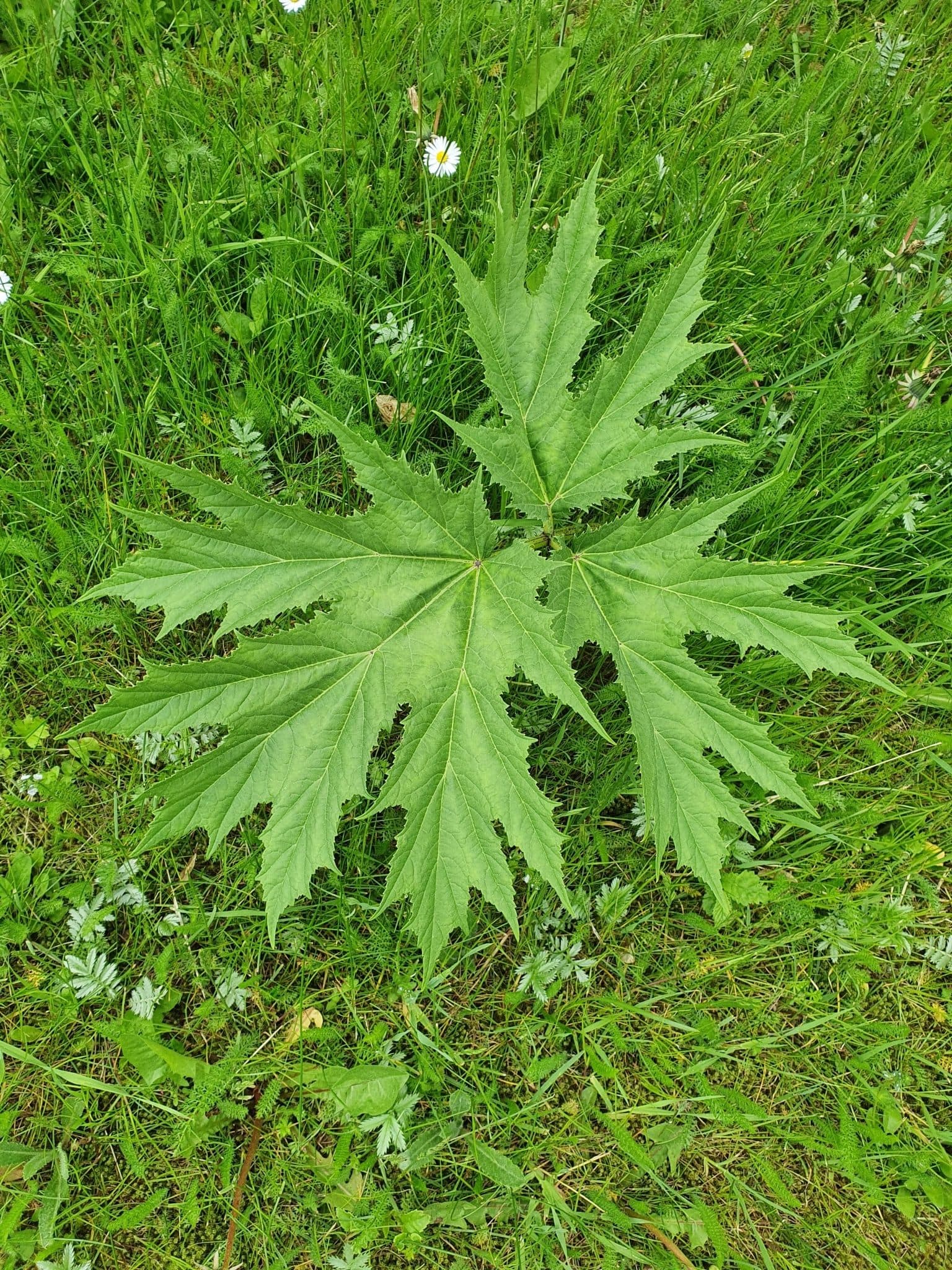Große Blätter des Riesen-Bärenklaus (Heracleum mantegazzianum)
