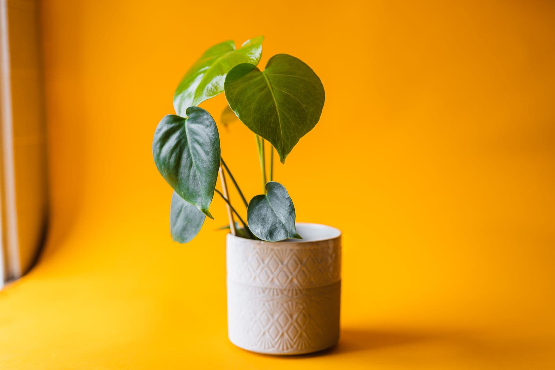 Young whole monstera leaf beside a mature leaf with holes and splits
