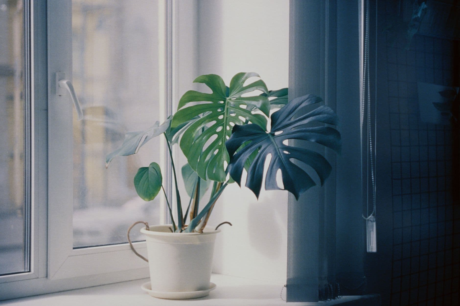 Potted Monstera deliciosa near a bright window with holey leaves