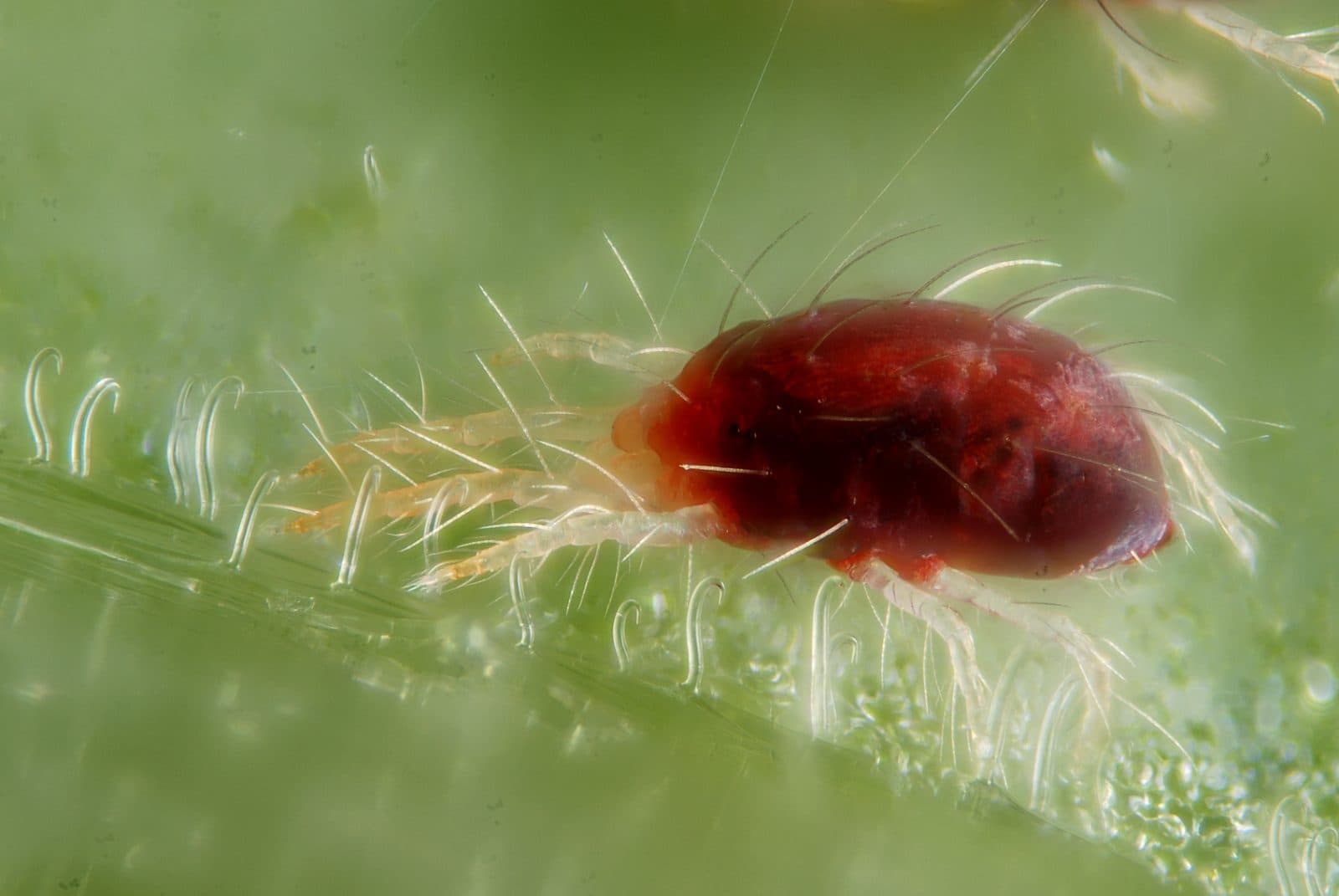 Two-spotted spider mite (Tetranychus urticae) in close-up with fine silk threads on a leaf