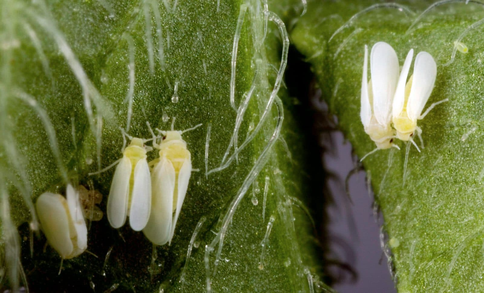 Whiteflies (Bemisia tabaci) with white waxy wings on the underside of a leaf