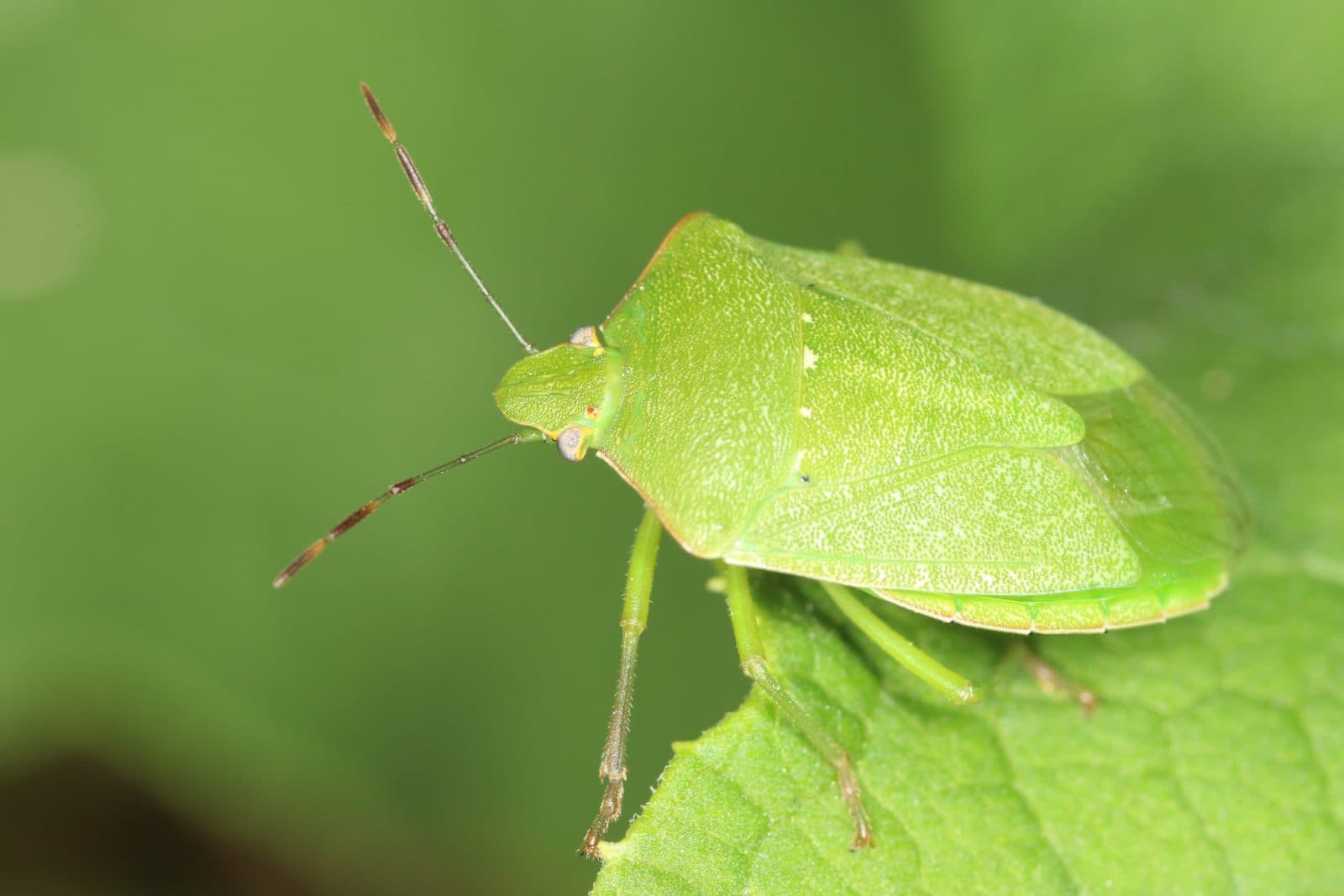 Southern green stink bug (Nezara viridula) on a leaf, a shield-shaped insect that pierces leaves and fruit
