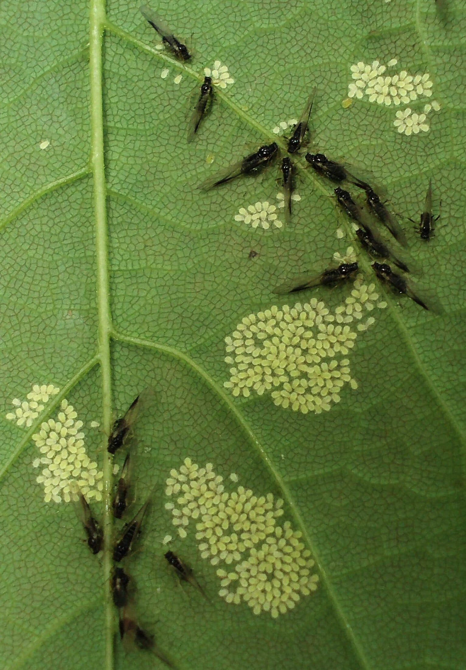 Colony of green aphids clustered on the underside of a leaf