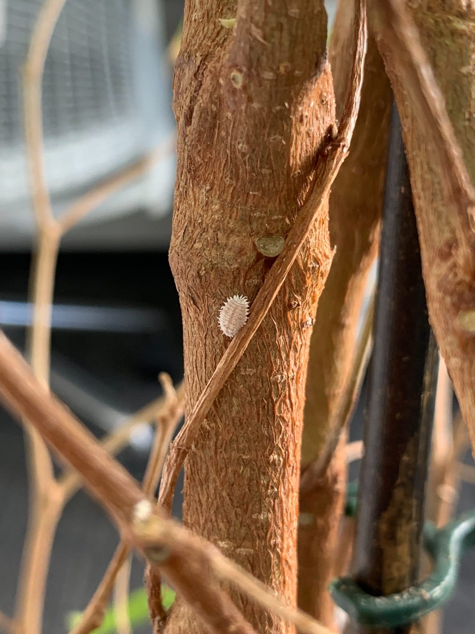 Citrus mealybug (Planococcus citri) on a woody stem, a small oval insect covered in white wax