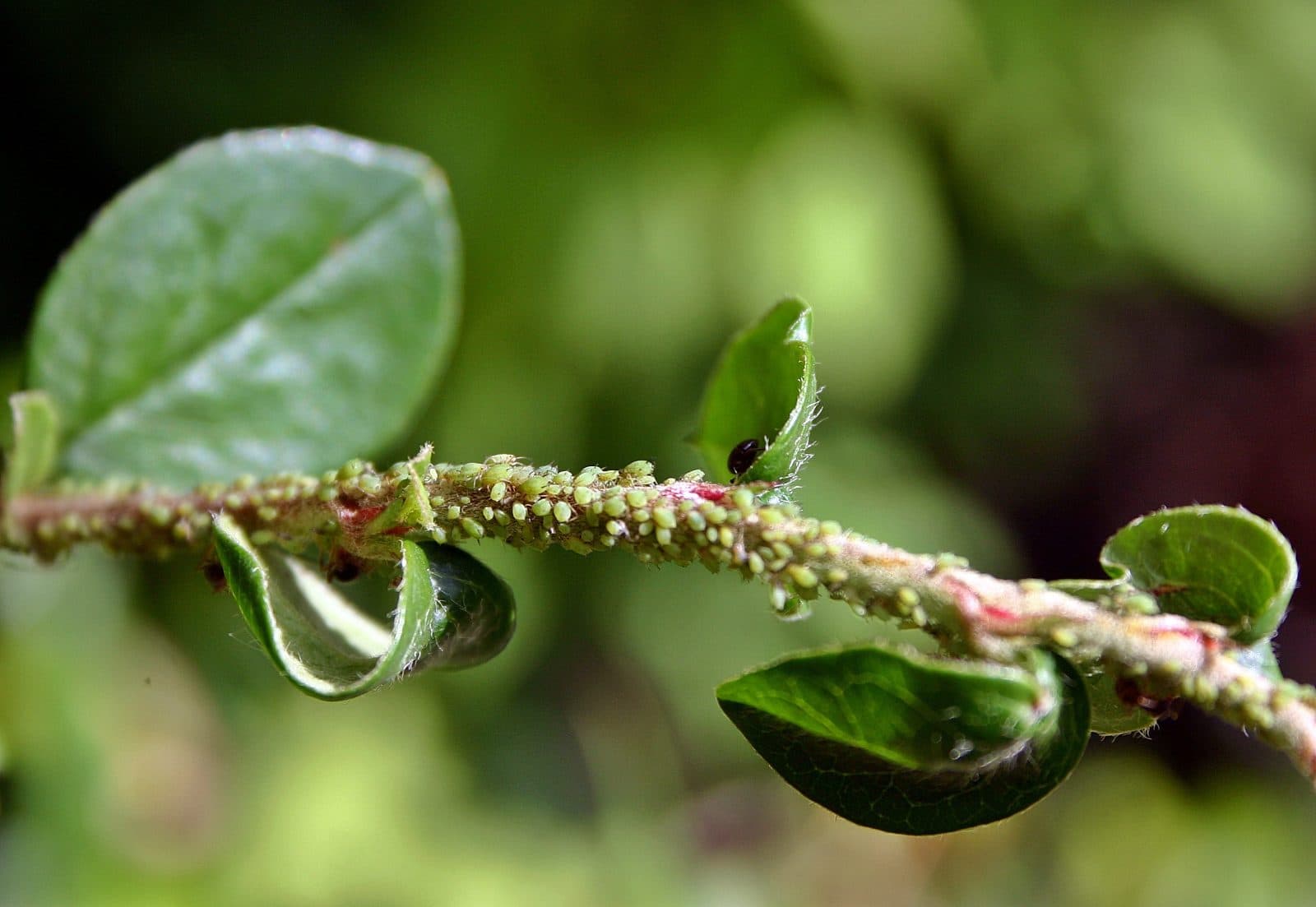 Colony of green aphids on the underside of a container tomato leaf