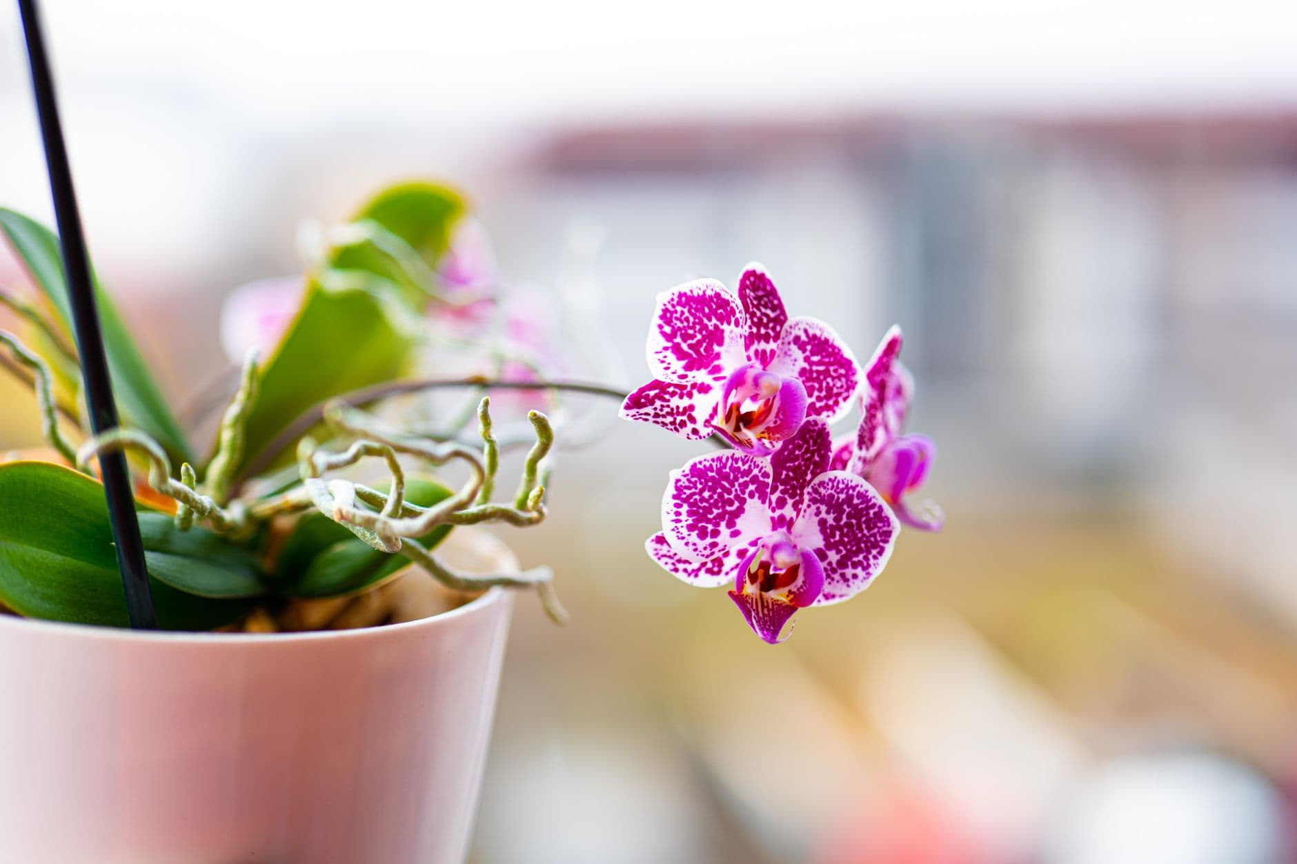 Orchidea Phalaenopsis in fiore in vaso trasparente vicino a una finestra luminosa