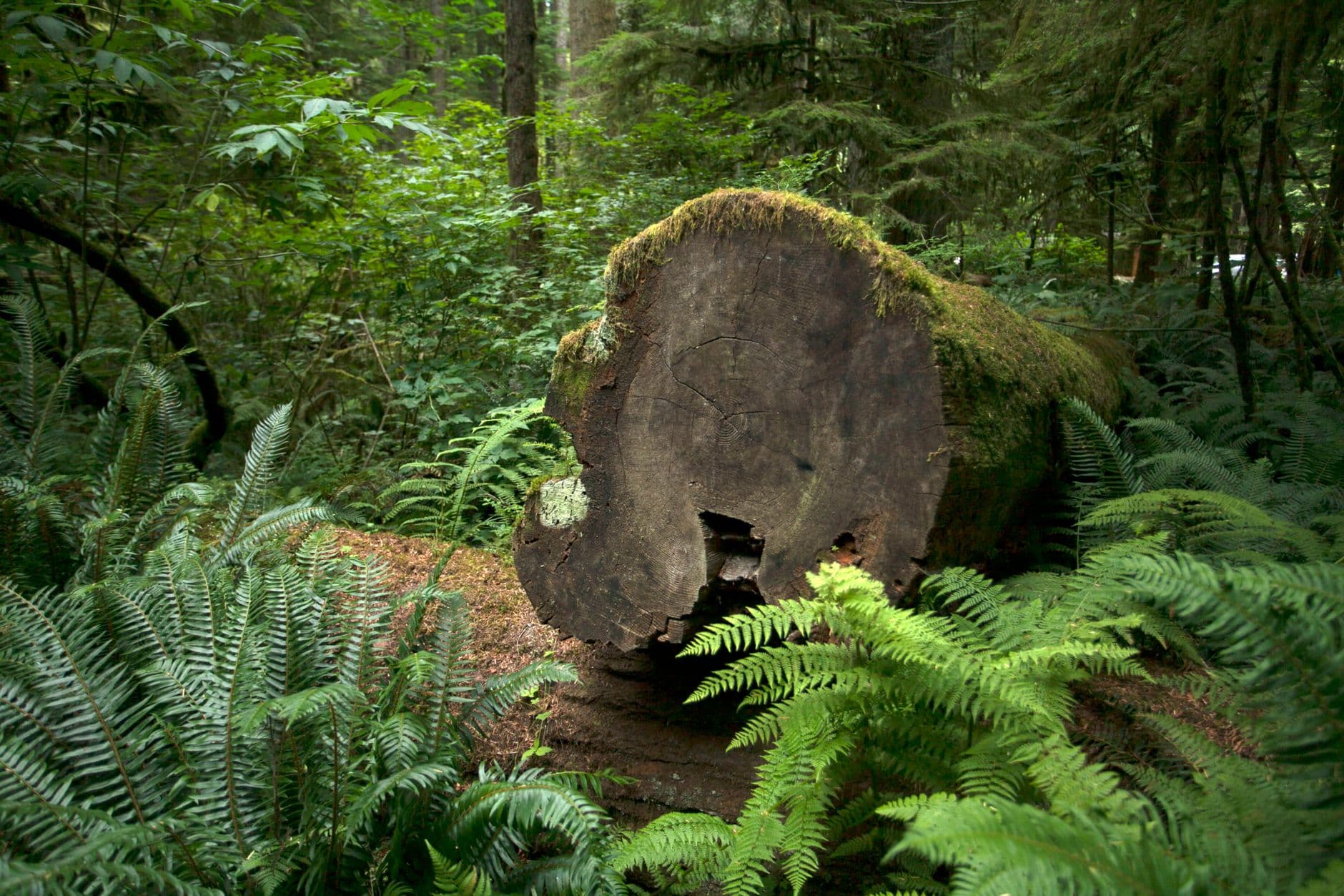 Ferns and mosses covering the shady floor of a wood