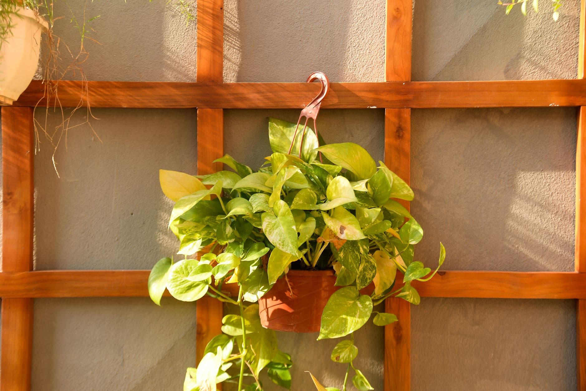 Pianta di pothos con una foglia ingiallita