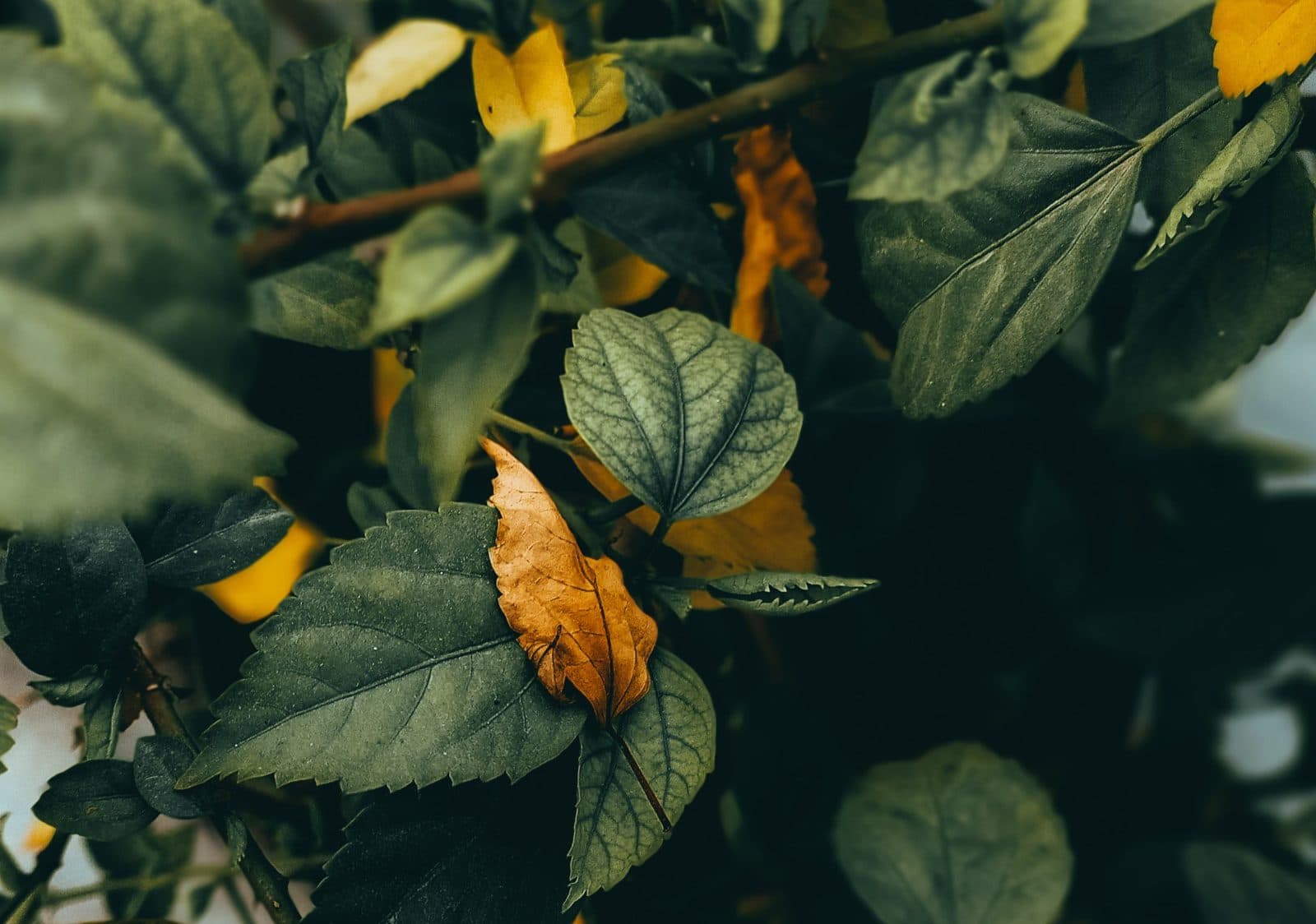 Yellowed leaf of a houseplant seen up close