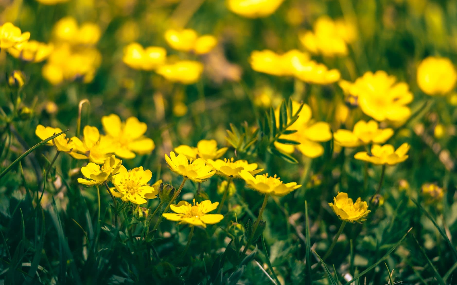 Meadow buttercups (Ranunculus acris) with glossy yellow petals flowering in a meadow