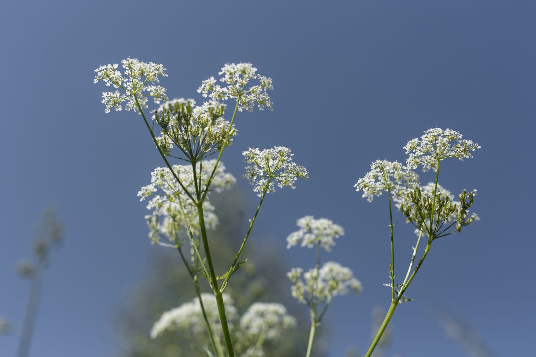 White flower umbels of poison hemlock (Conium maculatum), a toxic plant of meadows and verges