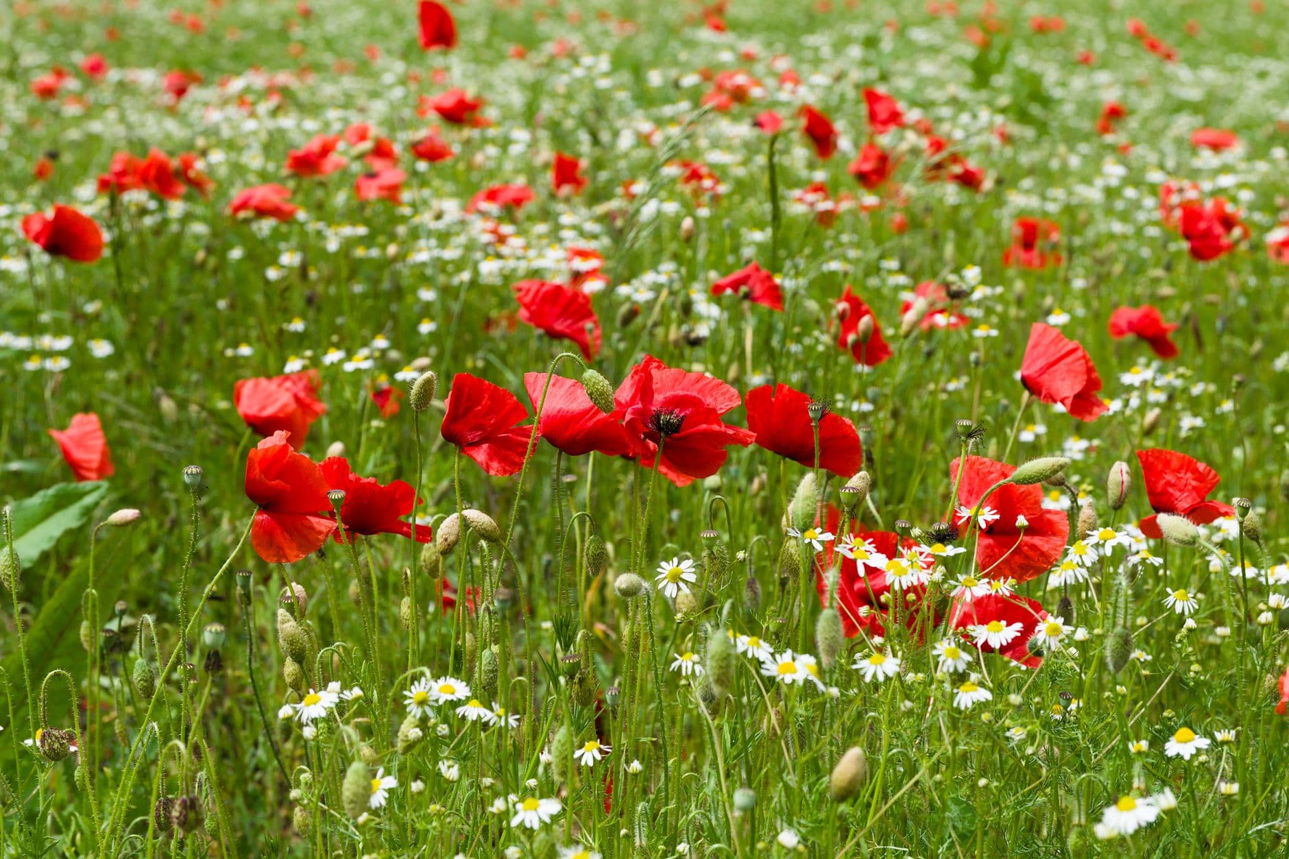 European spring flowery meadow with daisies, buttercups and poppies