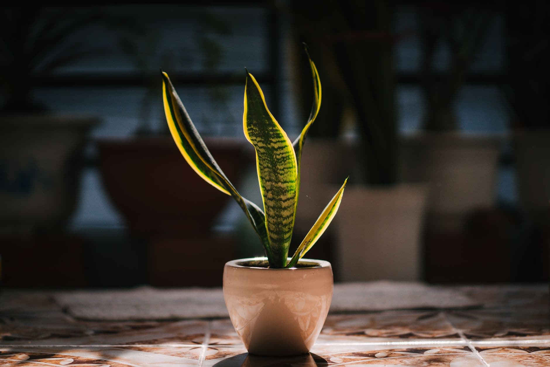 Snake plant (Dracaena trifasciata) with variegated sword-like leaves in a pot in a dimly lit room