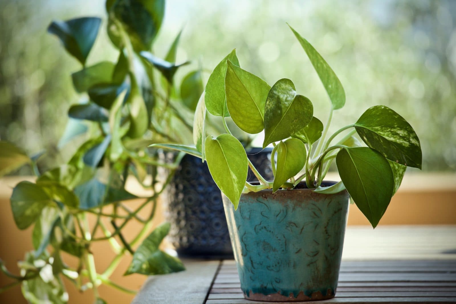 Pothos (Epipremnum aureum) with bright green heart-shaped leaves in a turquoise pot