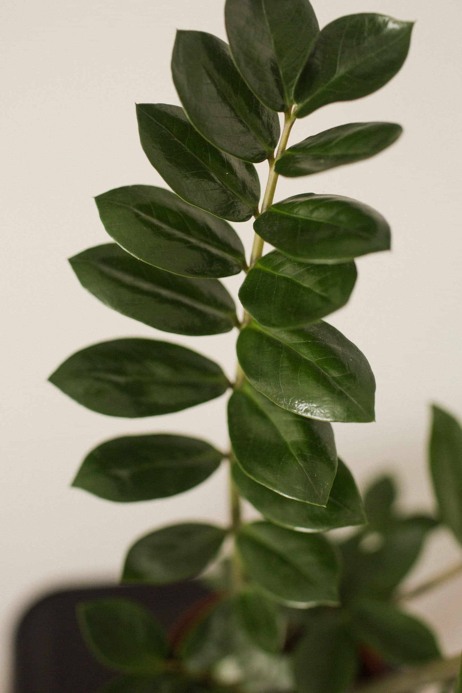 ZZ plant (Zamioculcas zamiifolia) with glossy dark green oval leaflets