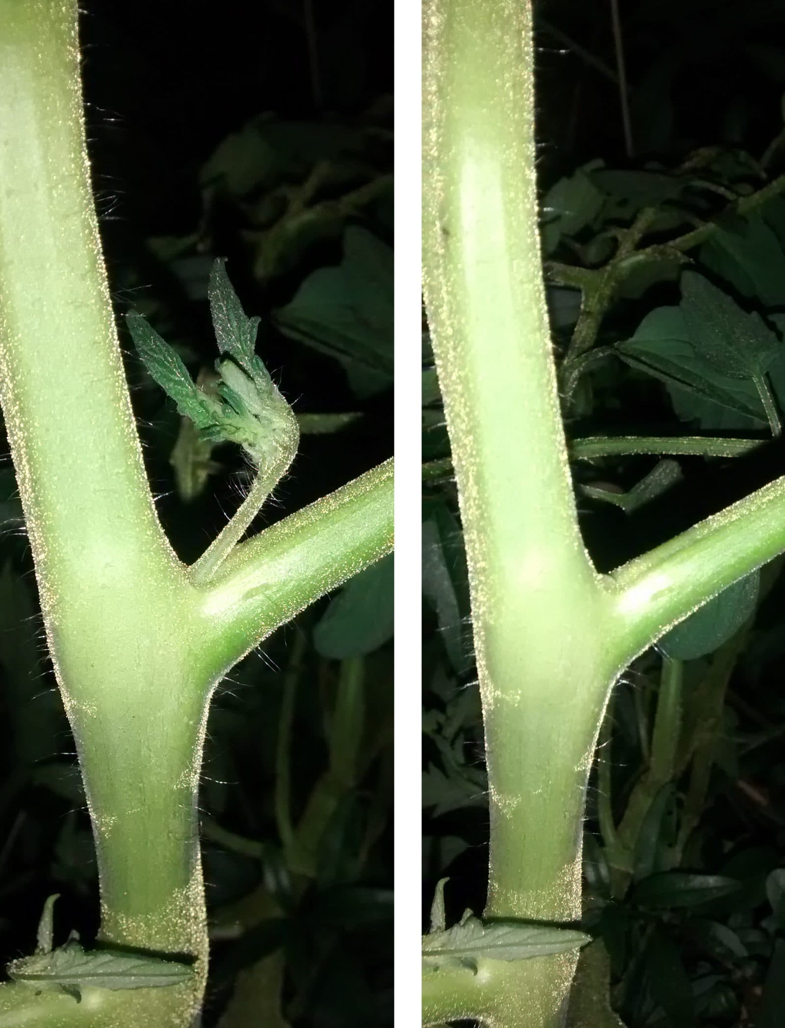 Entwickelter Geiztrieb an einer Tomatenpflanze im Vergleich zur Stelle nach dem Entfernen