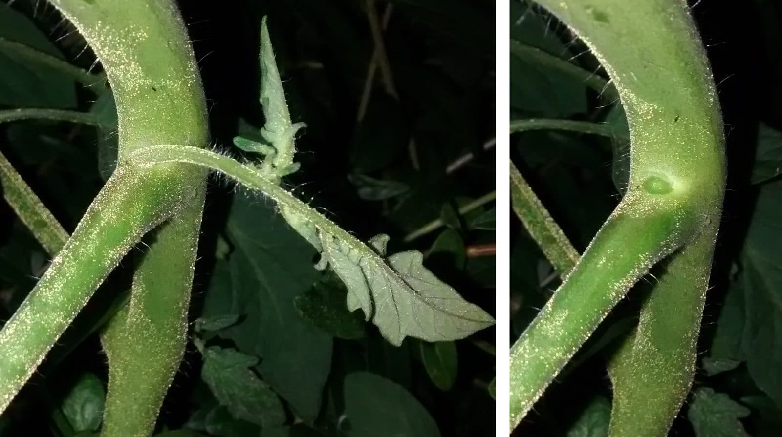 Tomatenpflanze im Vergleich vor und nach dem Entfernen des Geiztriebs in der Blattachsel zwischen Stamm und Seitentrieb