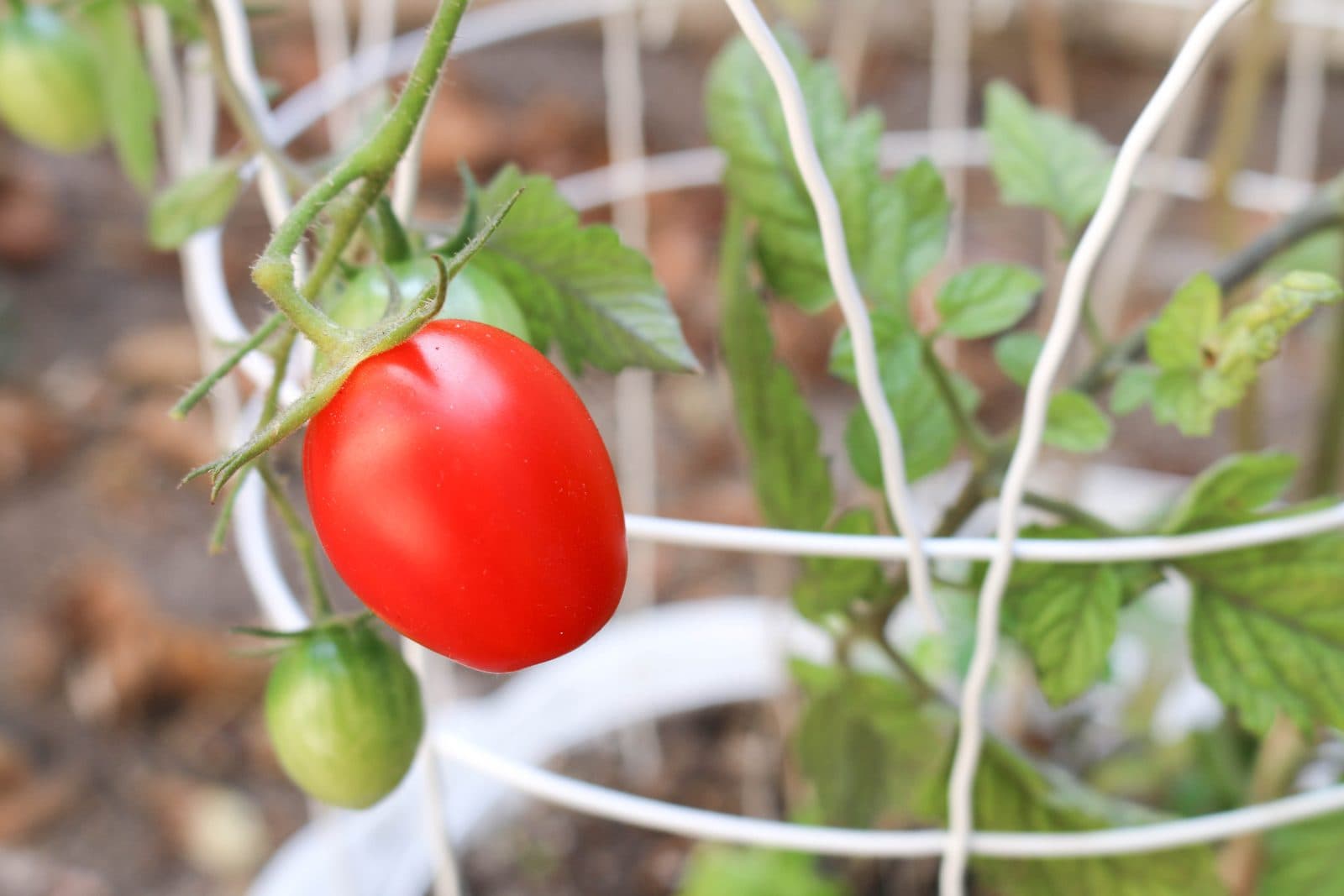 Rote Tomate, die an der Pflanze reift, daneben weitere noch grüne Früchte