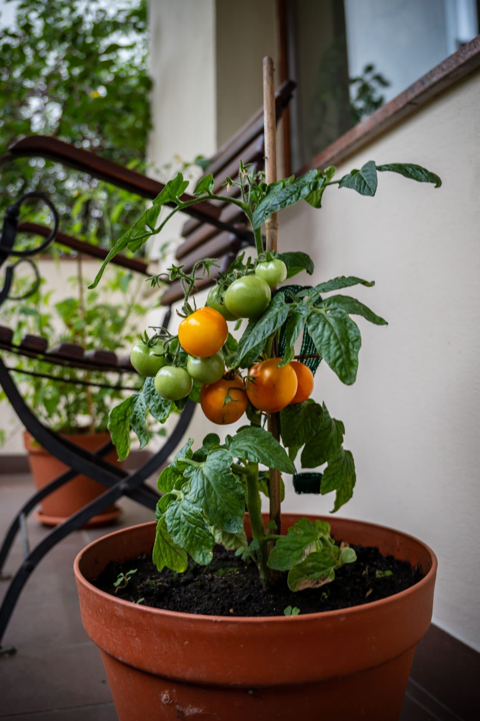 Fruchtende Tomatenpflanze in einem großen Topf auf dem Balkon