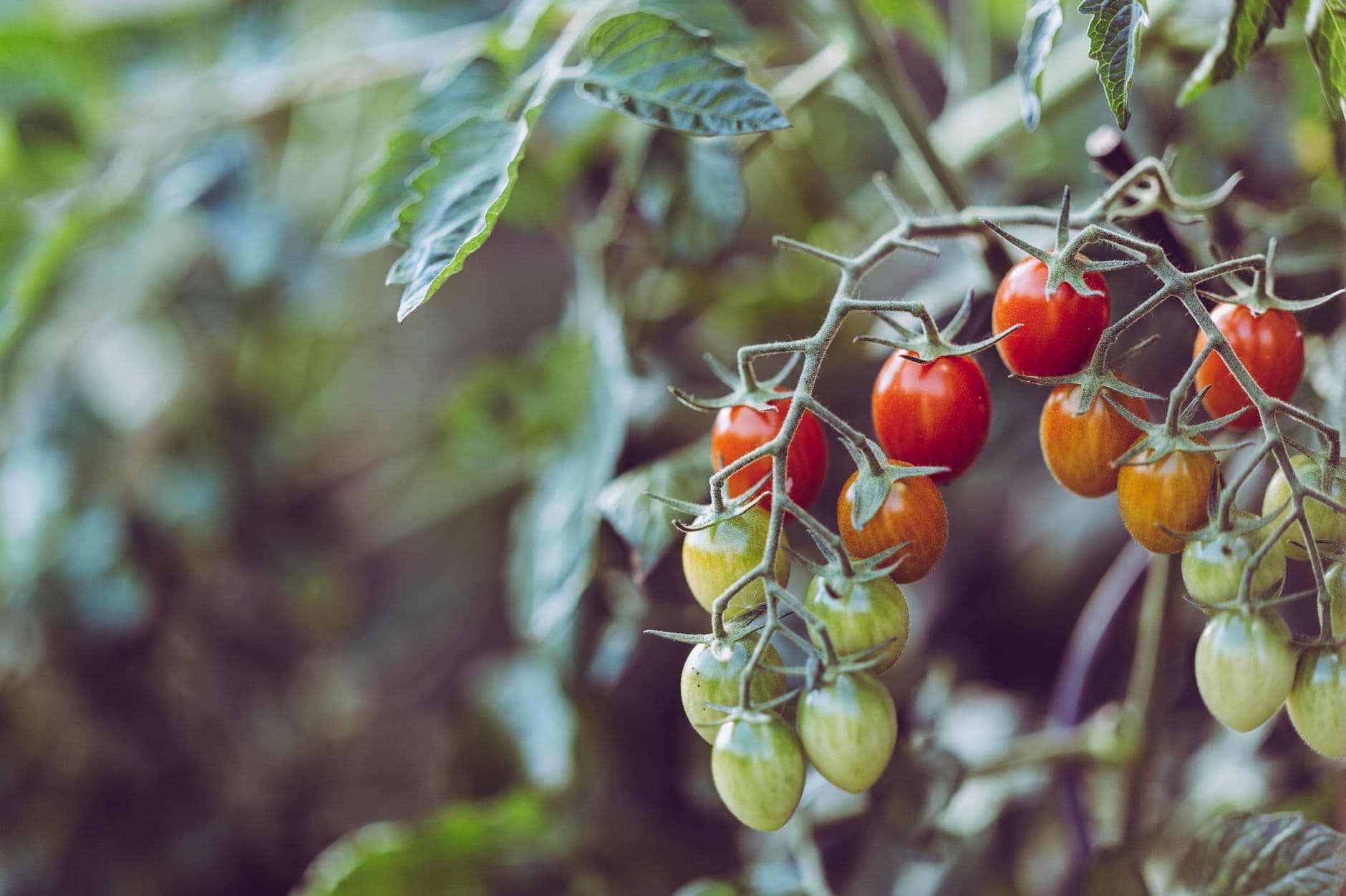 Plant de tomates en pot avec des fruits sur un balcon ensoleillé