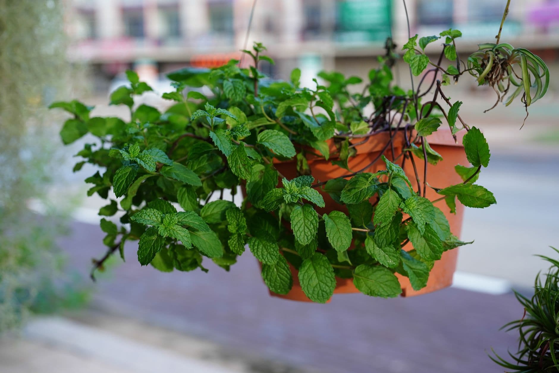 Pots de menthe cultivés sur un balcon