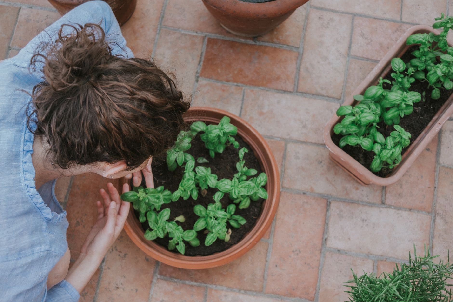 Pots de basilic cultivés sur un balcon