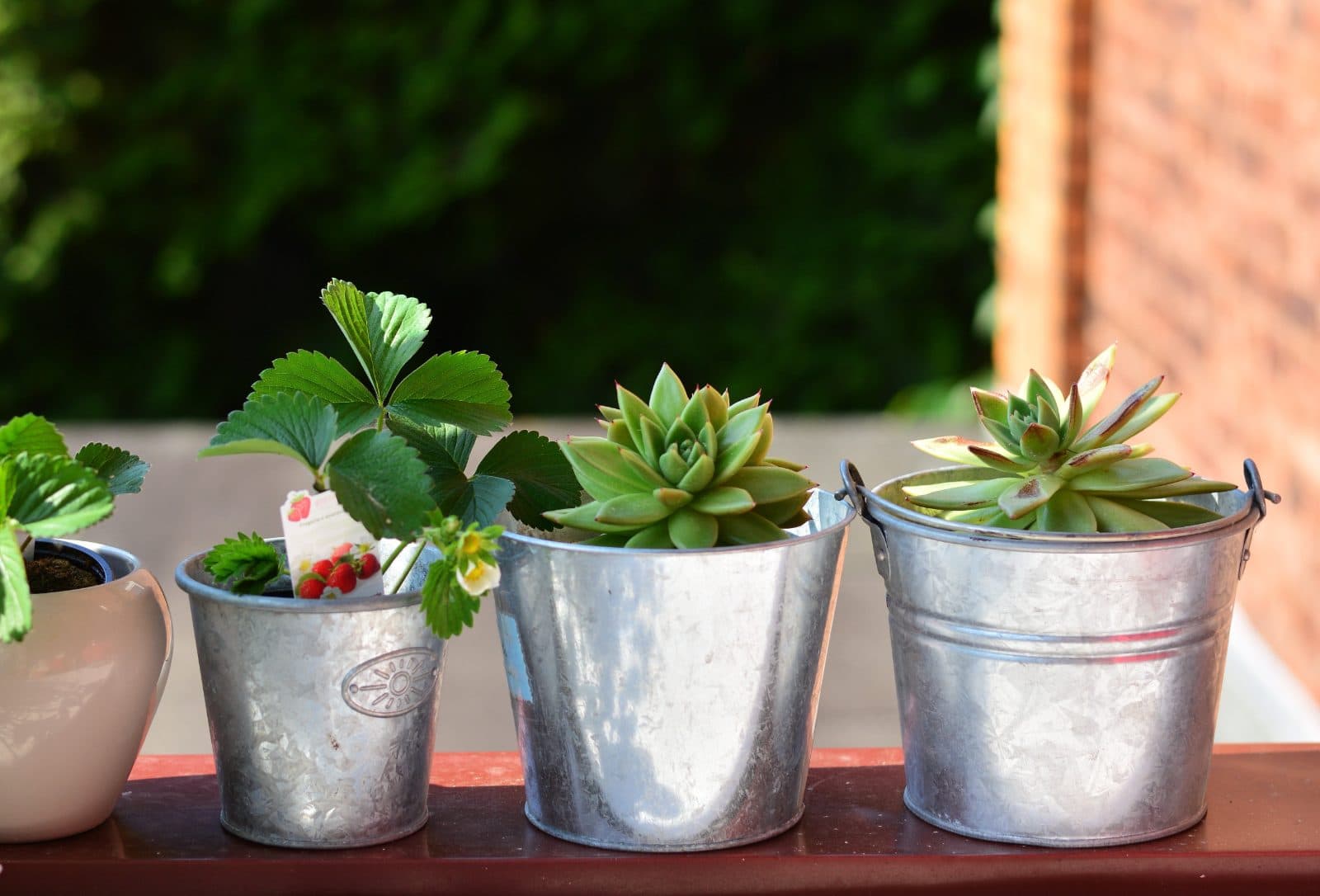 Potager en pot sur un balcon avec tomates, basilic et salades au soleil