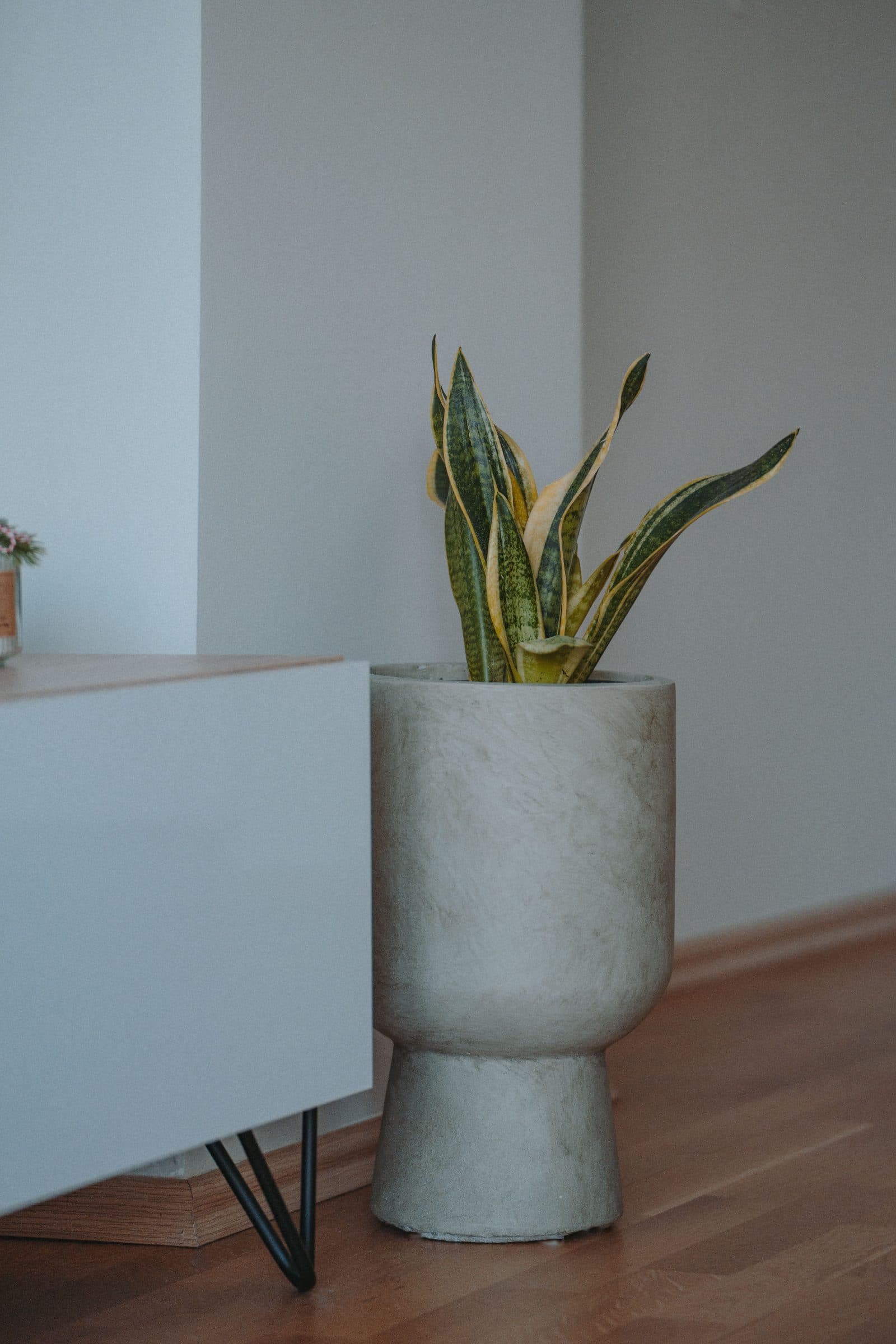 Snake plant with green leaves edged in yellow in a concrete planter, on a wooden floor beside a sideboard