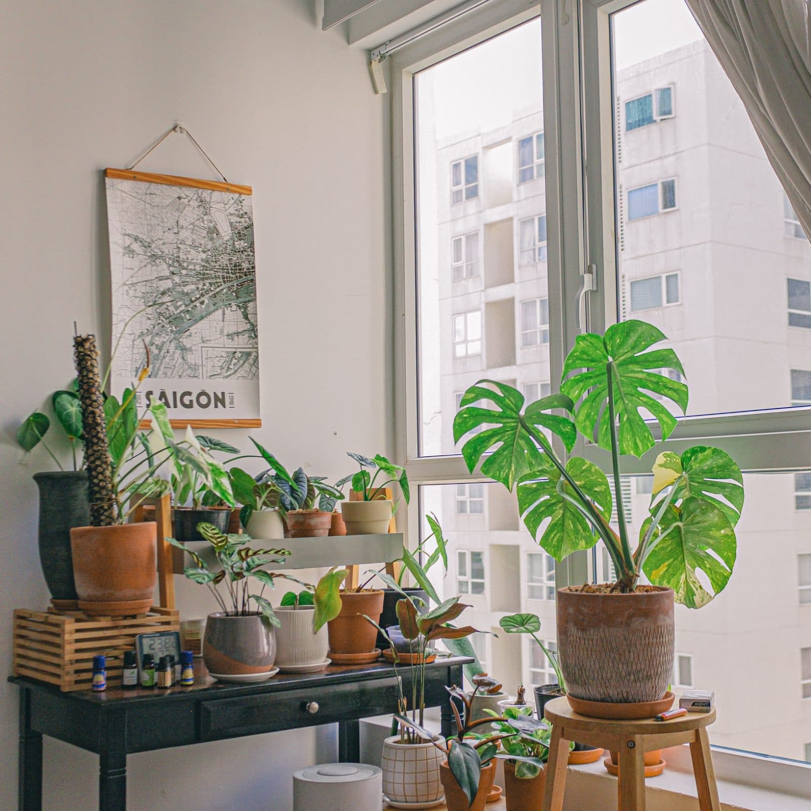 Living-room corner with many houseplants on a shelving unit in front of a large bright window