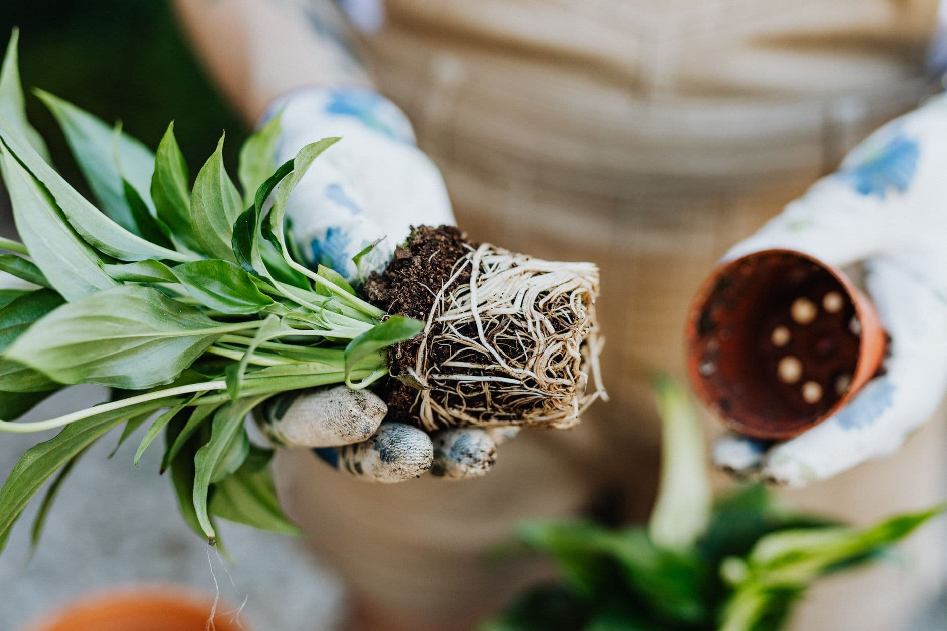 Spathiphyllum lifted out of its pot with the root ball and pale roots clearly visible