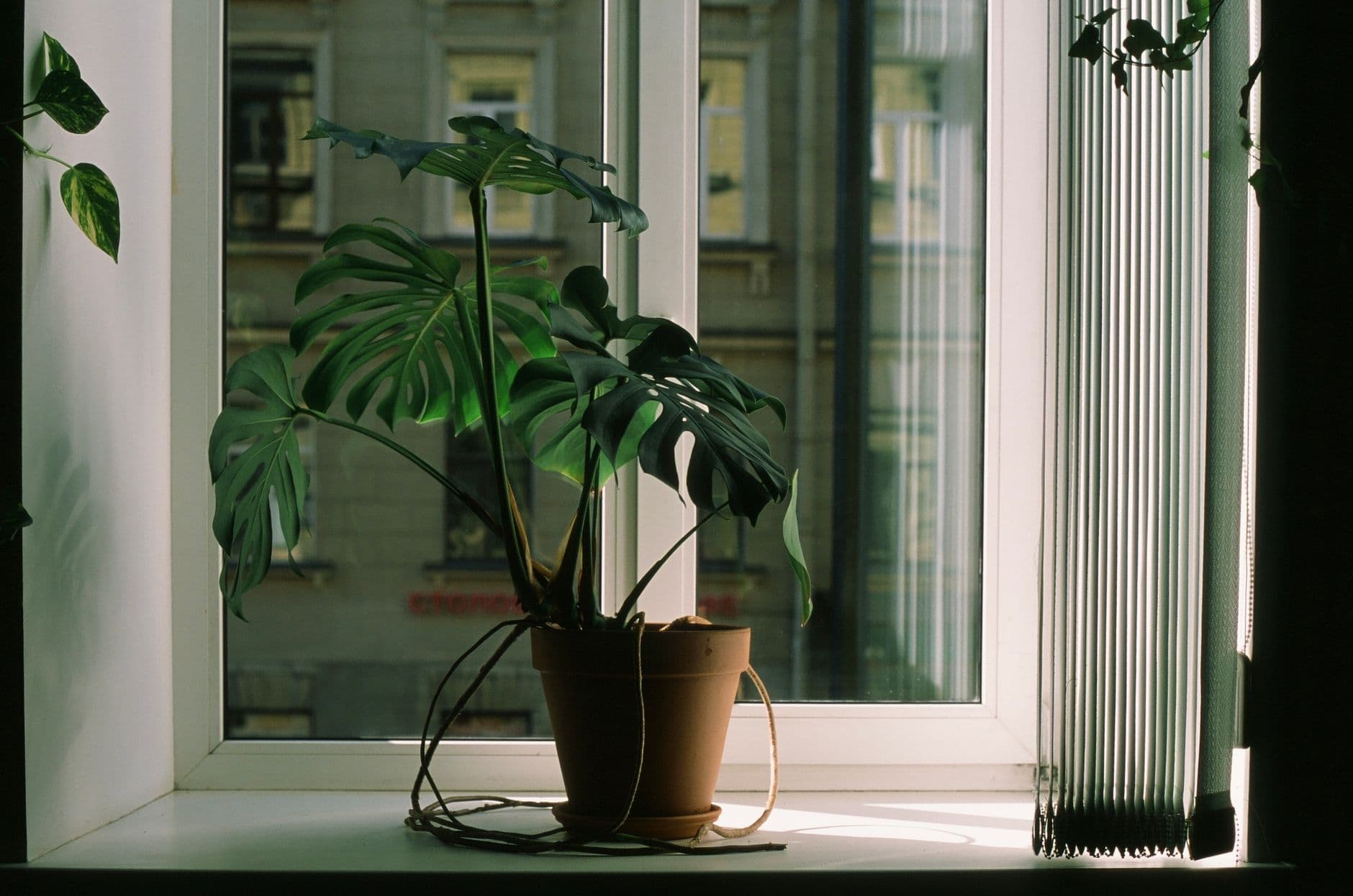 Monstera in a terracotta pot on a backlit windowsill, with aerial roots trailing along the sill