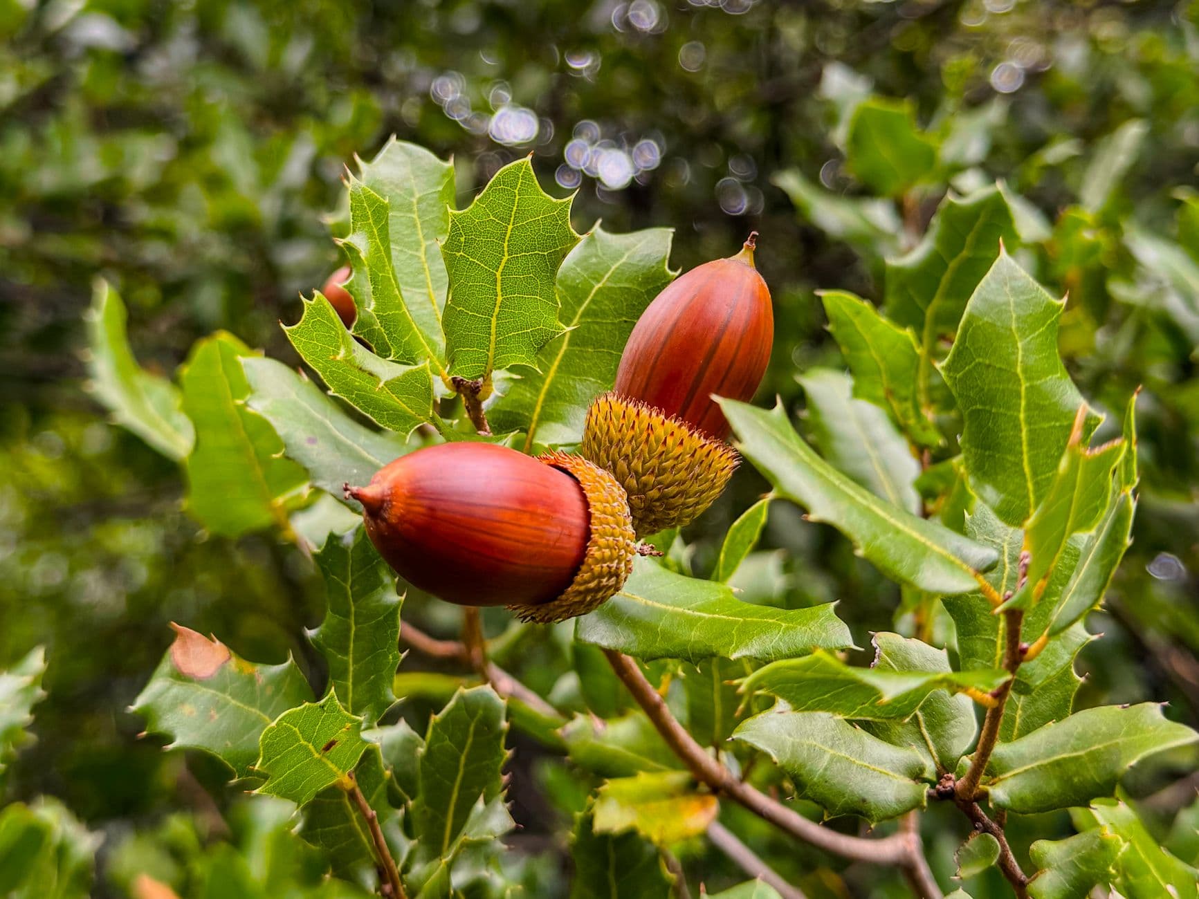 Oak branch with lobed leaves and acorns