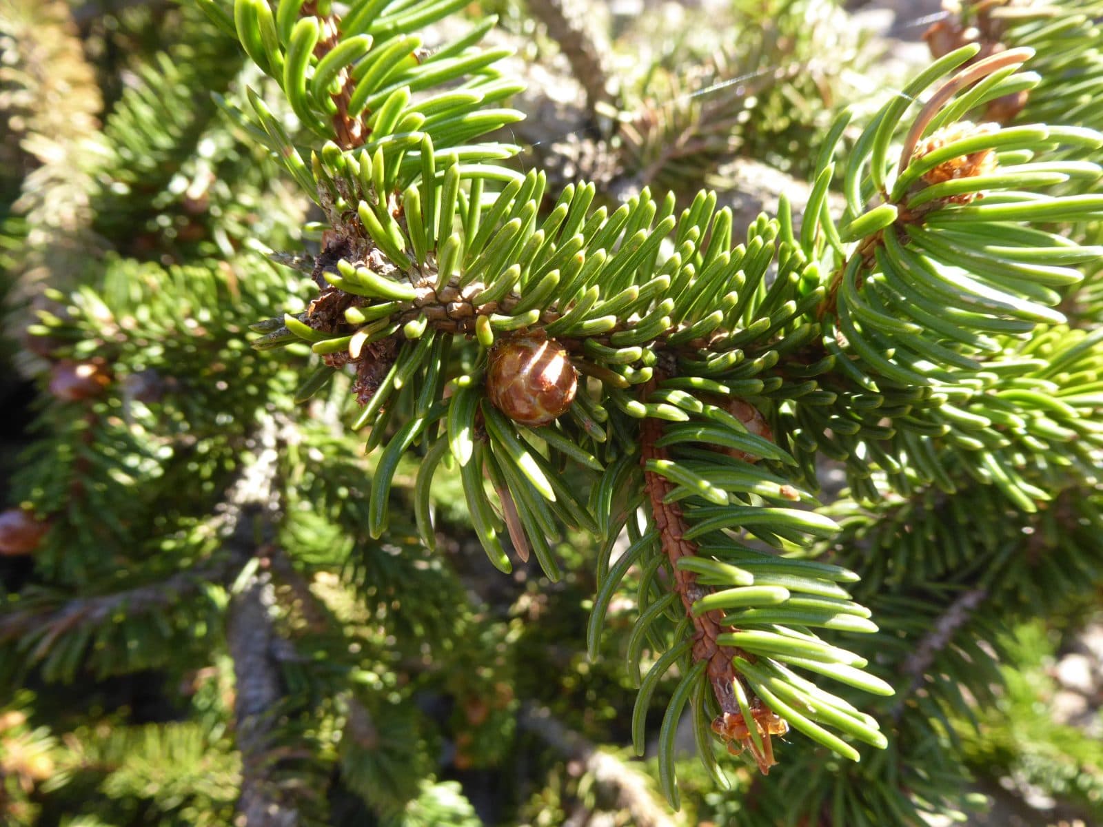 Norway spruce (Picea abies) twig with short needles attached singly to the shoot