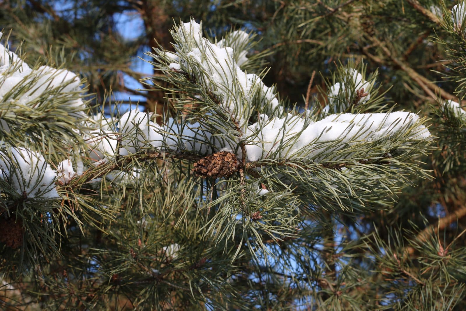 Scots pine (Pinus sylvestris) branch under snow, with long paired needles and a small cone