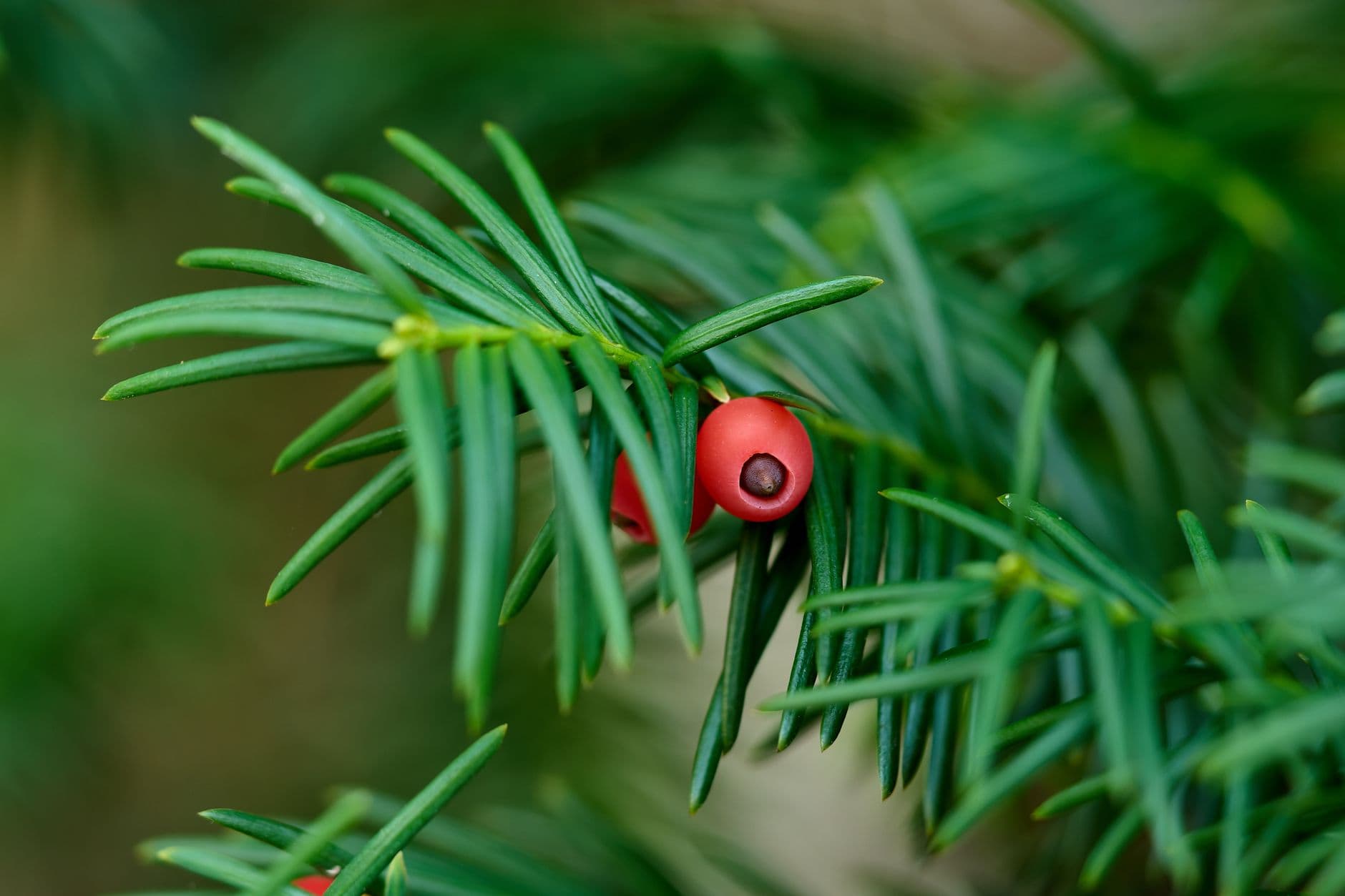 Yew branch with flat dark green needles and red fleshy arils